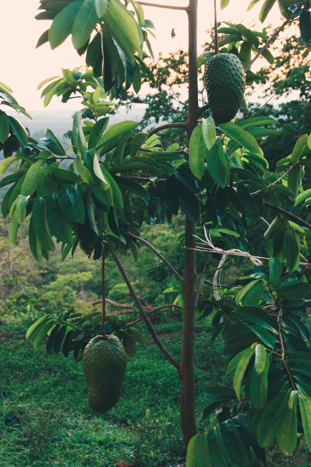FruitPlanting_06.jpg