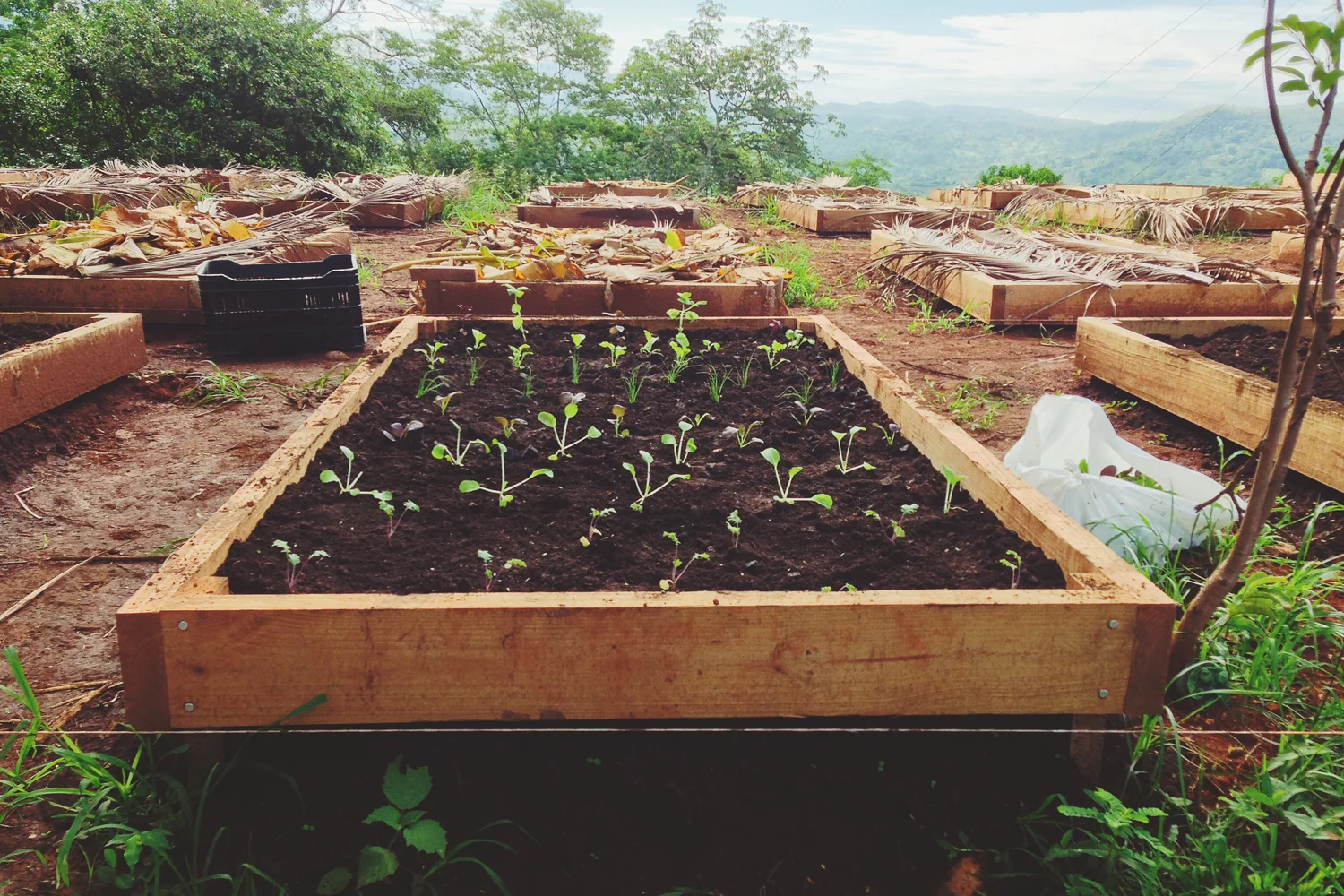 FruitPlanting_13.jpg