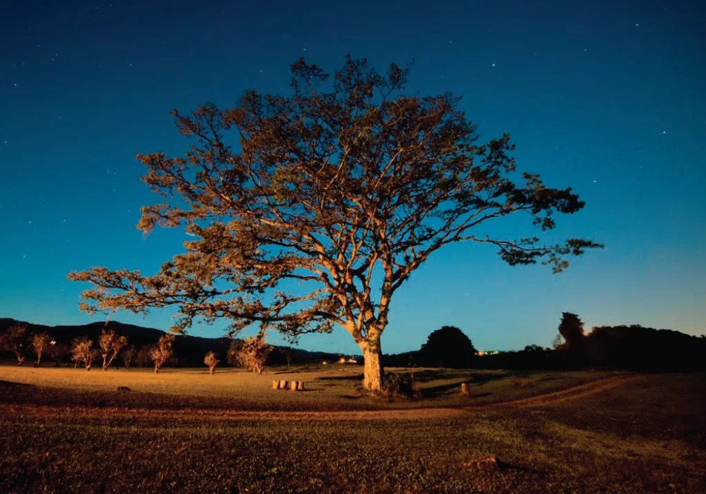 8Tree.jpg