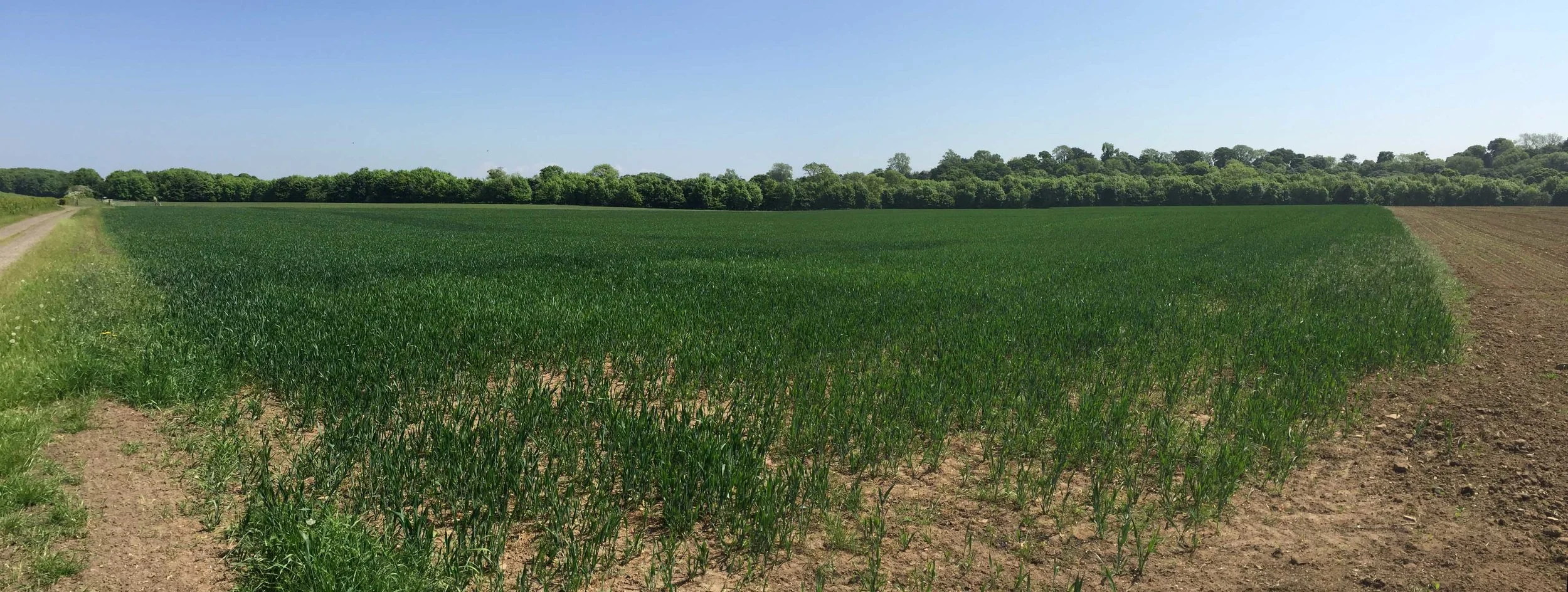 Initially assessing a crop condition can be both difficult to ascertain and time-consuming from the ground...