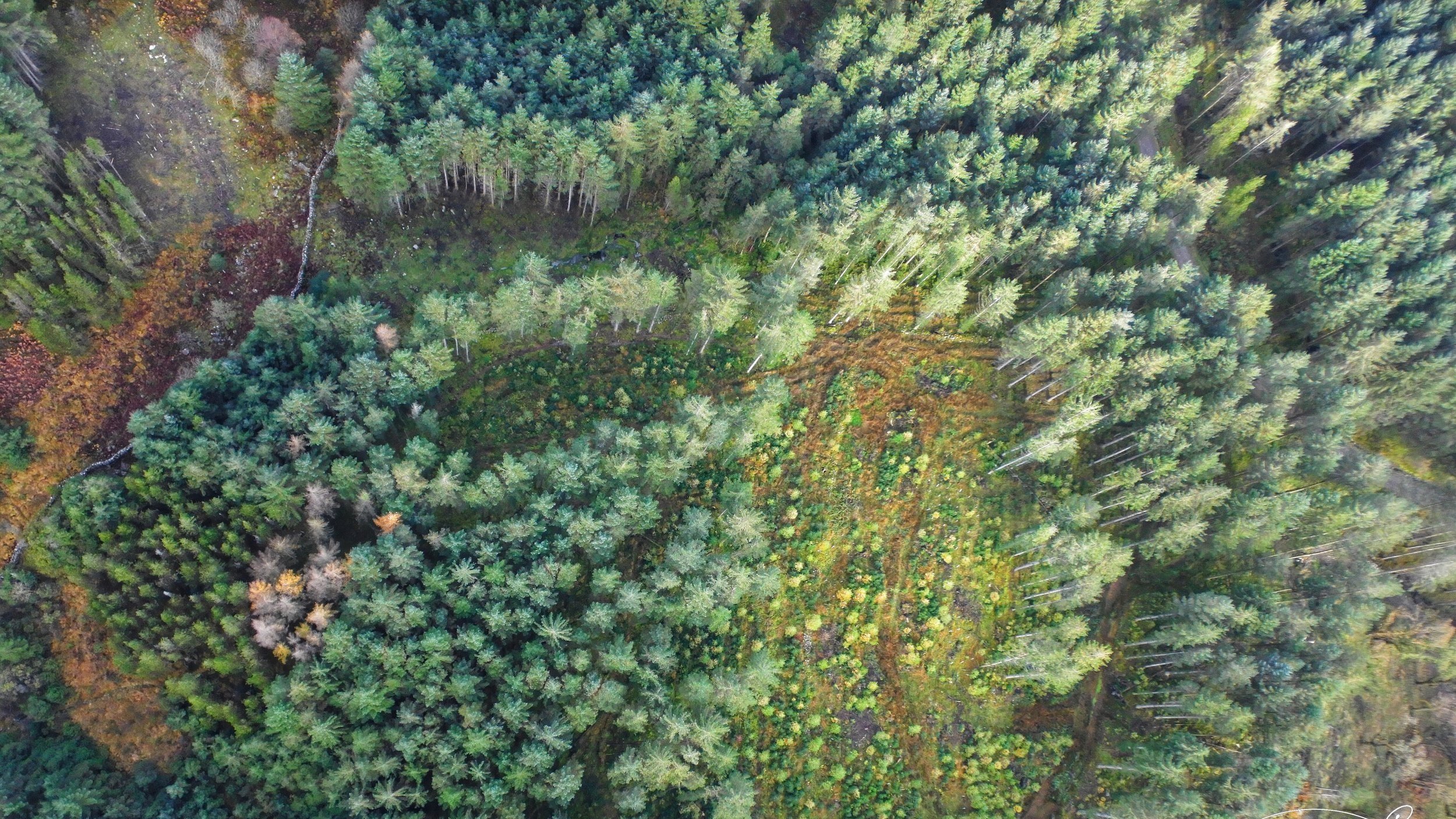 ARC+Aerial+Imaging-Drone+Forestry+Survey+3.jpg