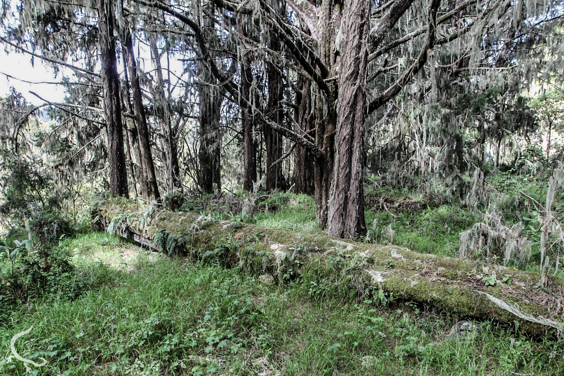 Can you find the Pencott bonnie ? (Tanzanya, Africa 2014.)