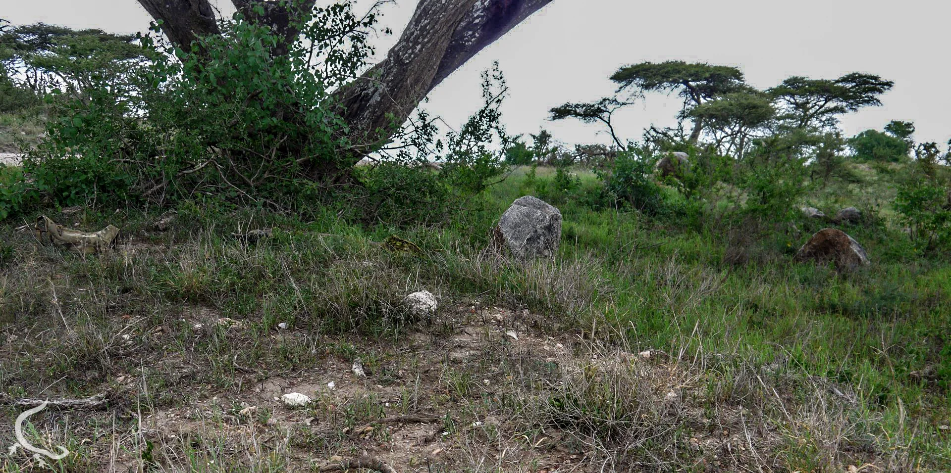 Africa, 2014... Multicam VS Greenzone....