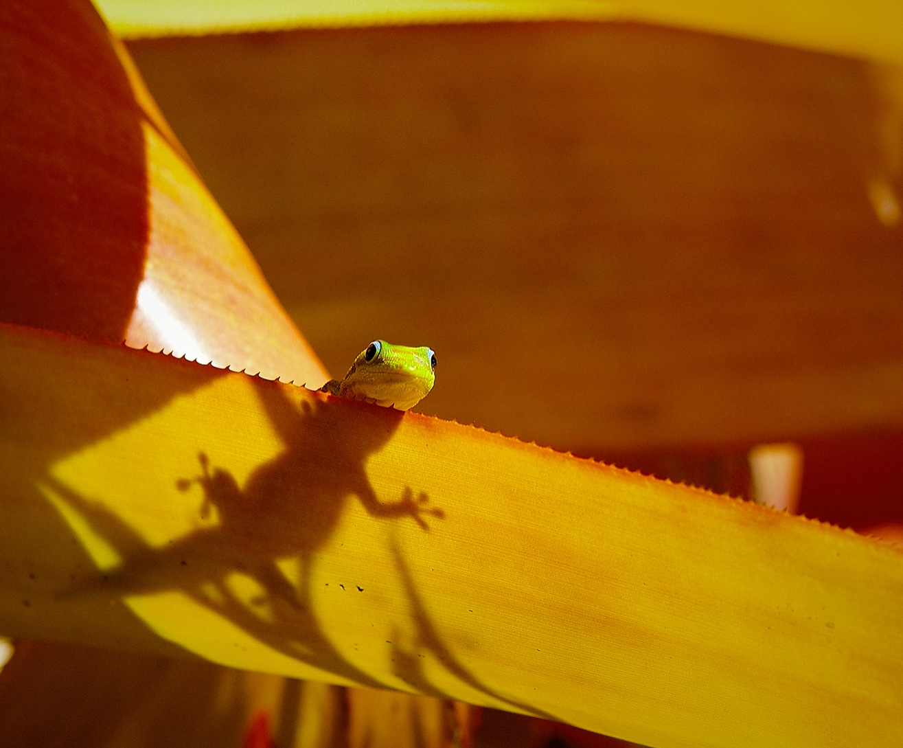 Gold Dust Gecko