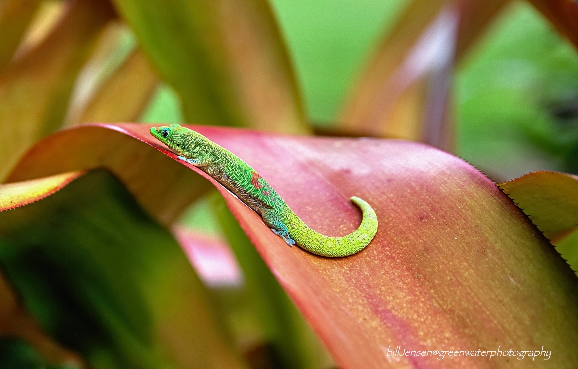 Gold Dust Gecko