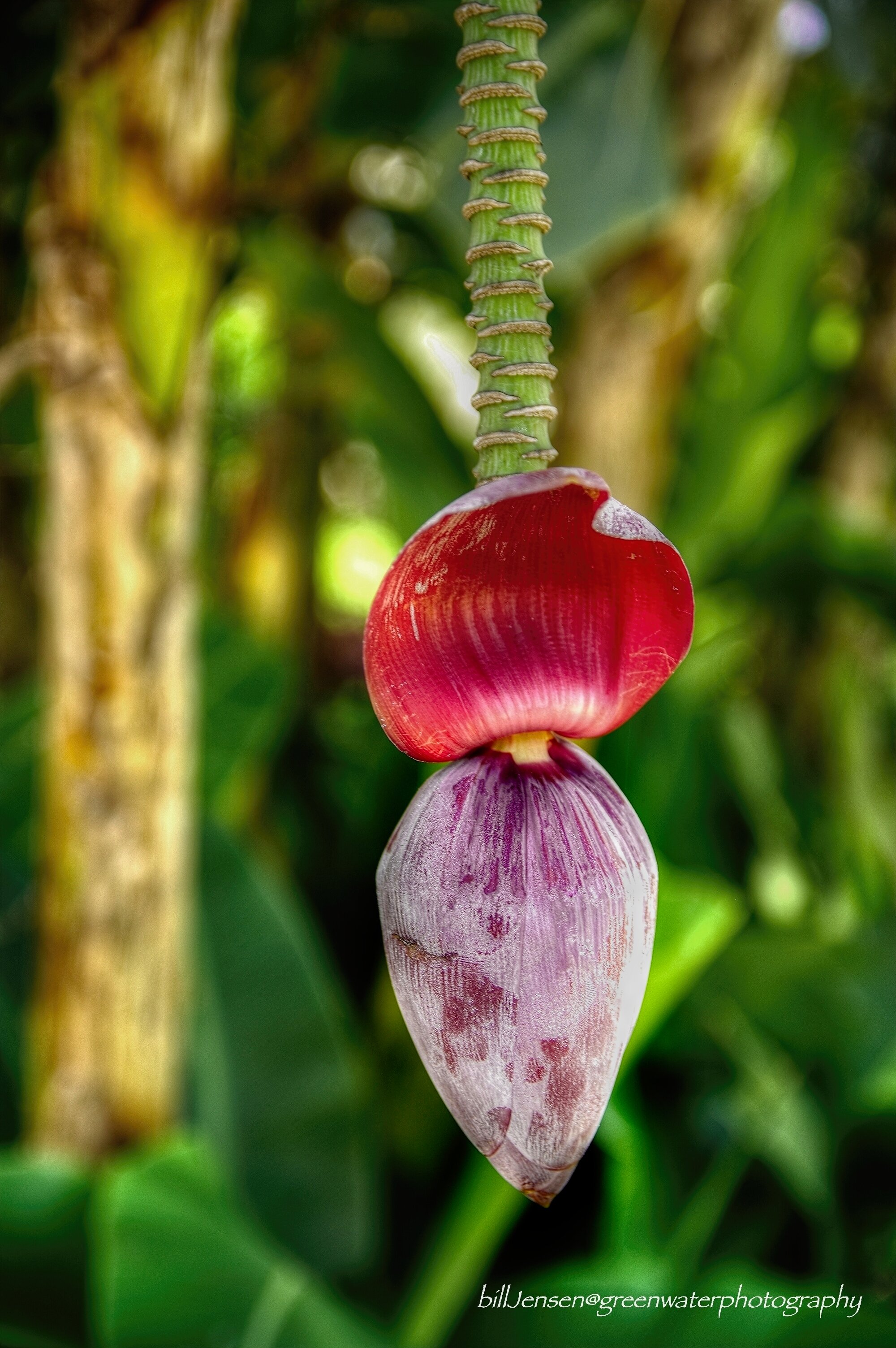 Banana Flower