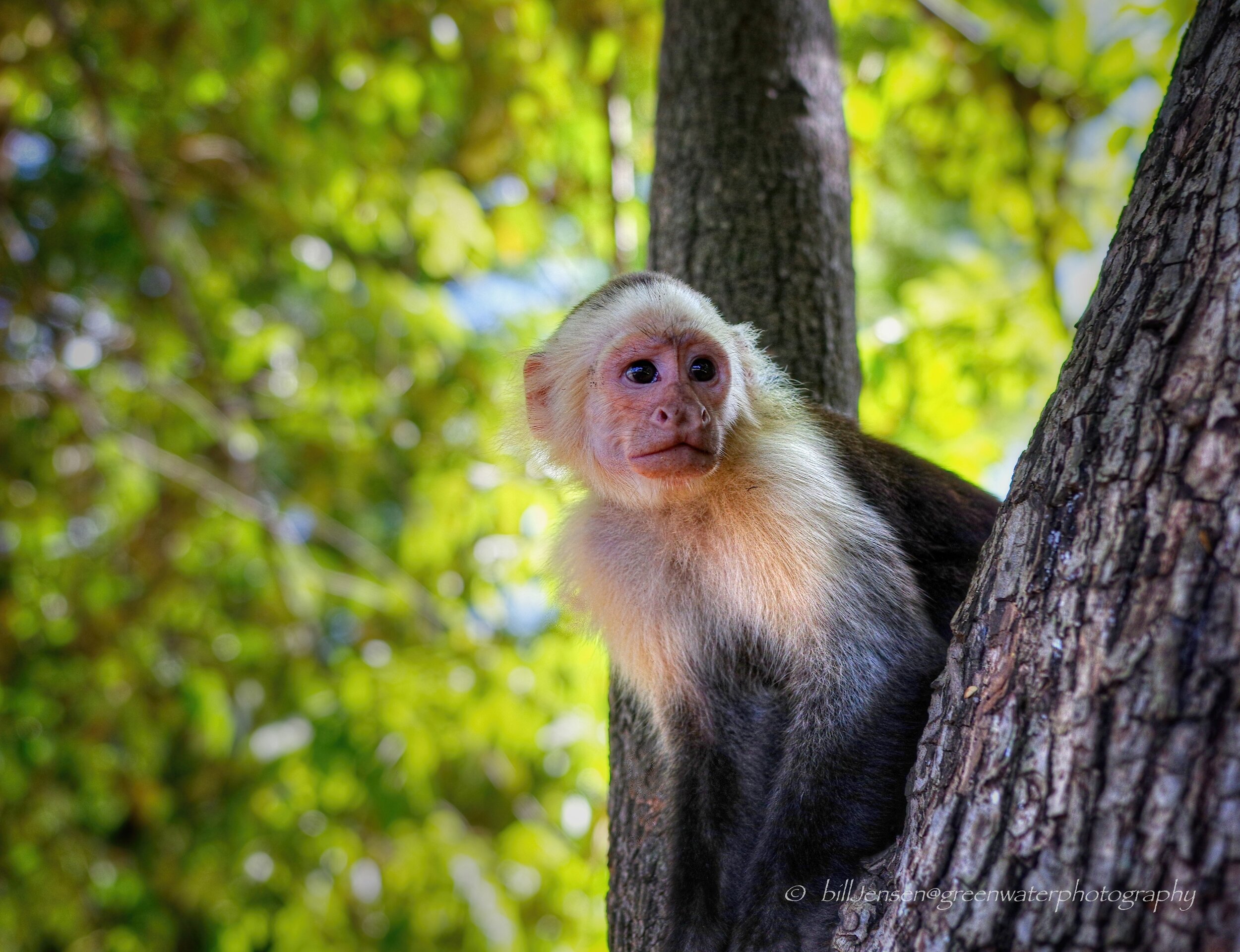 White Faced Capuchin