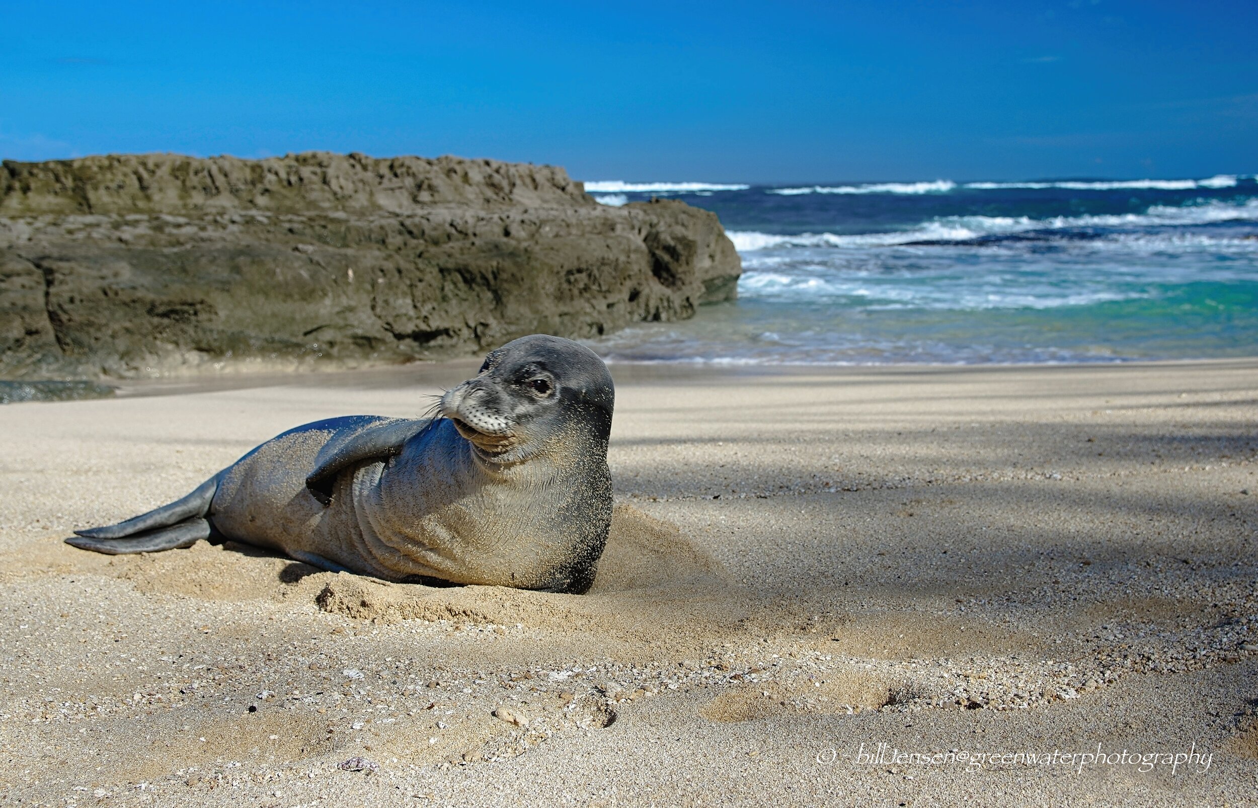 Hawaiian Monk Seal