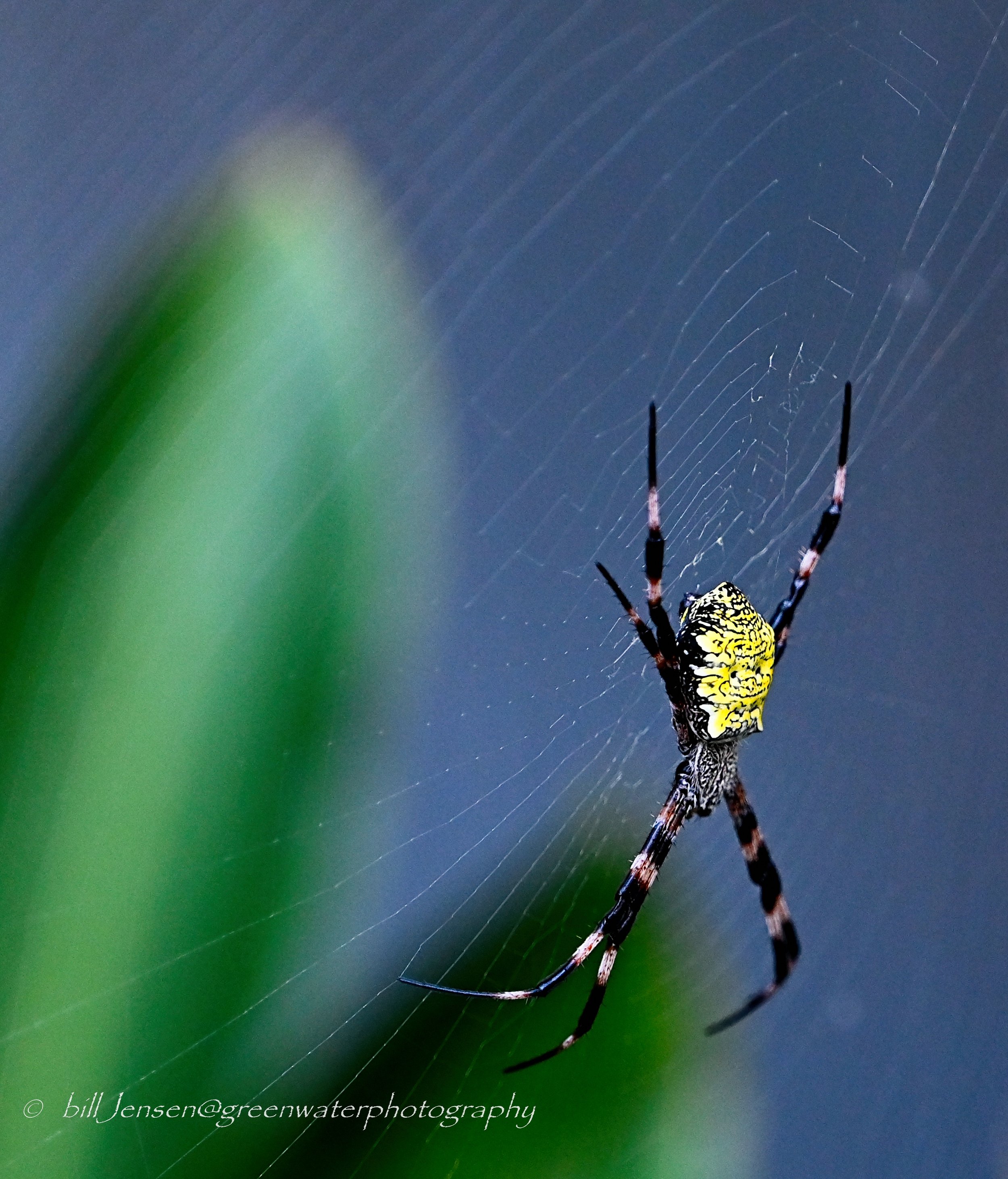 Orbweaver