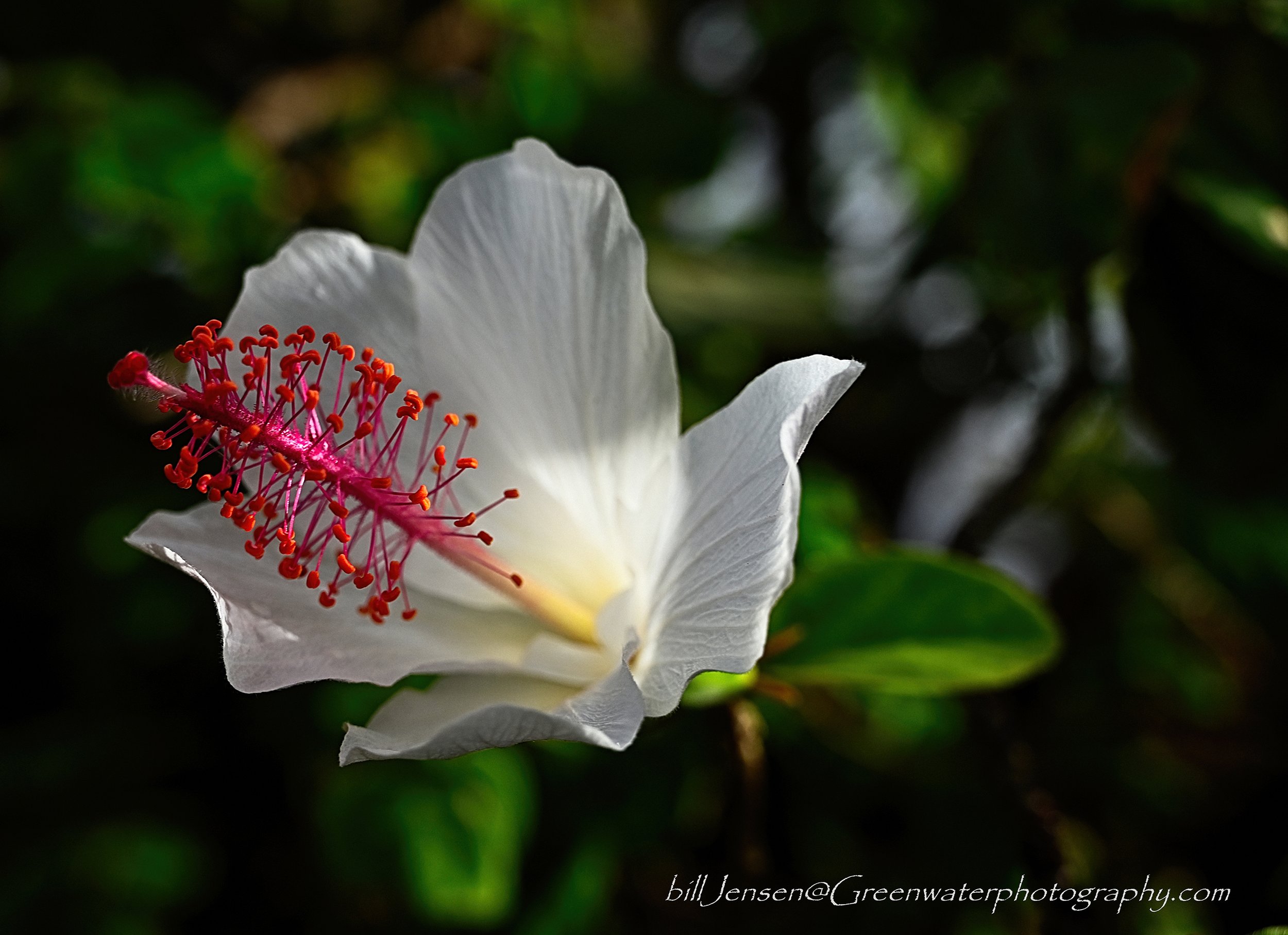 Hibiscus