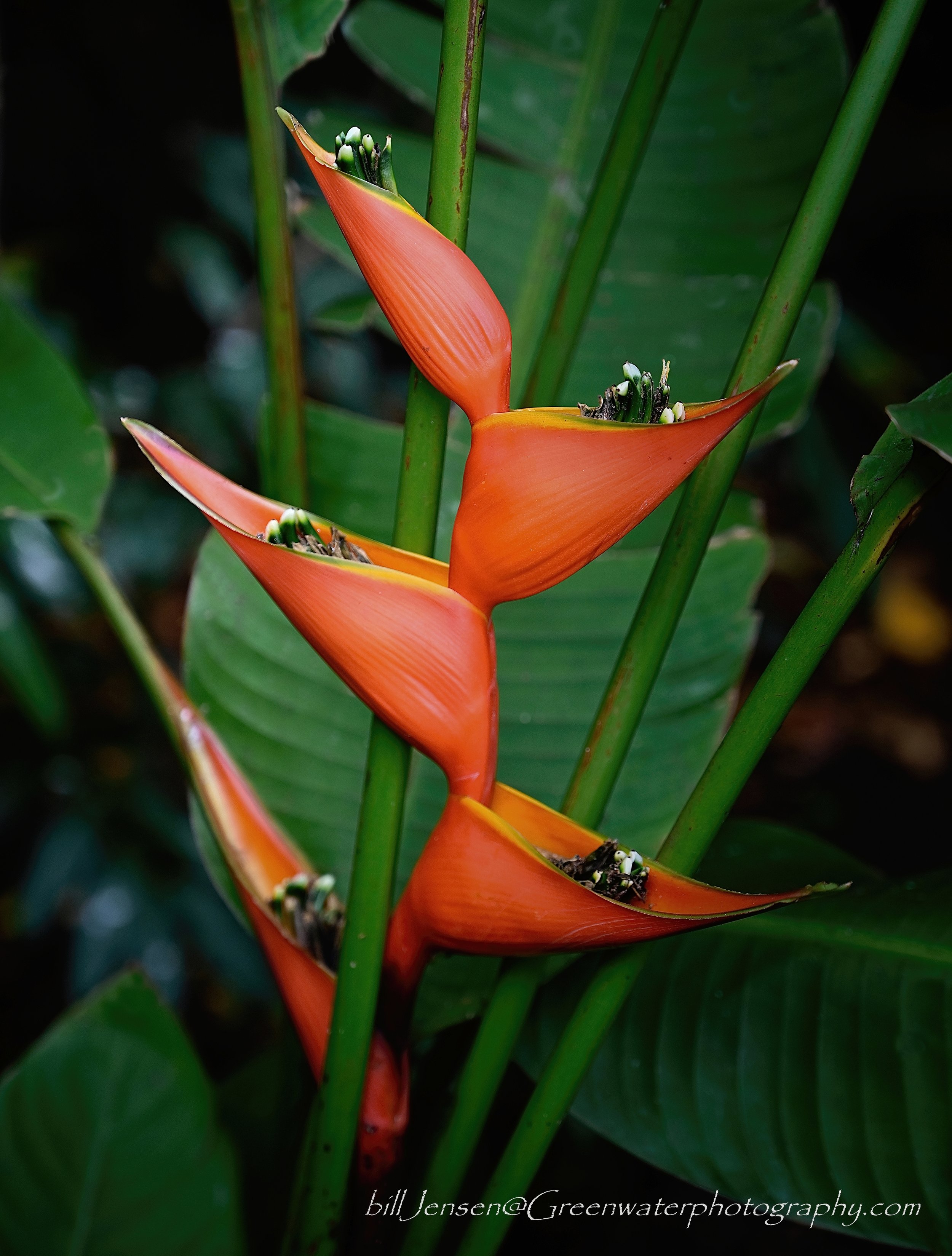 Heliconia