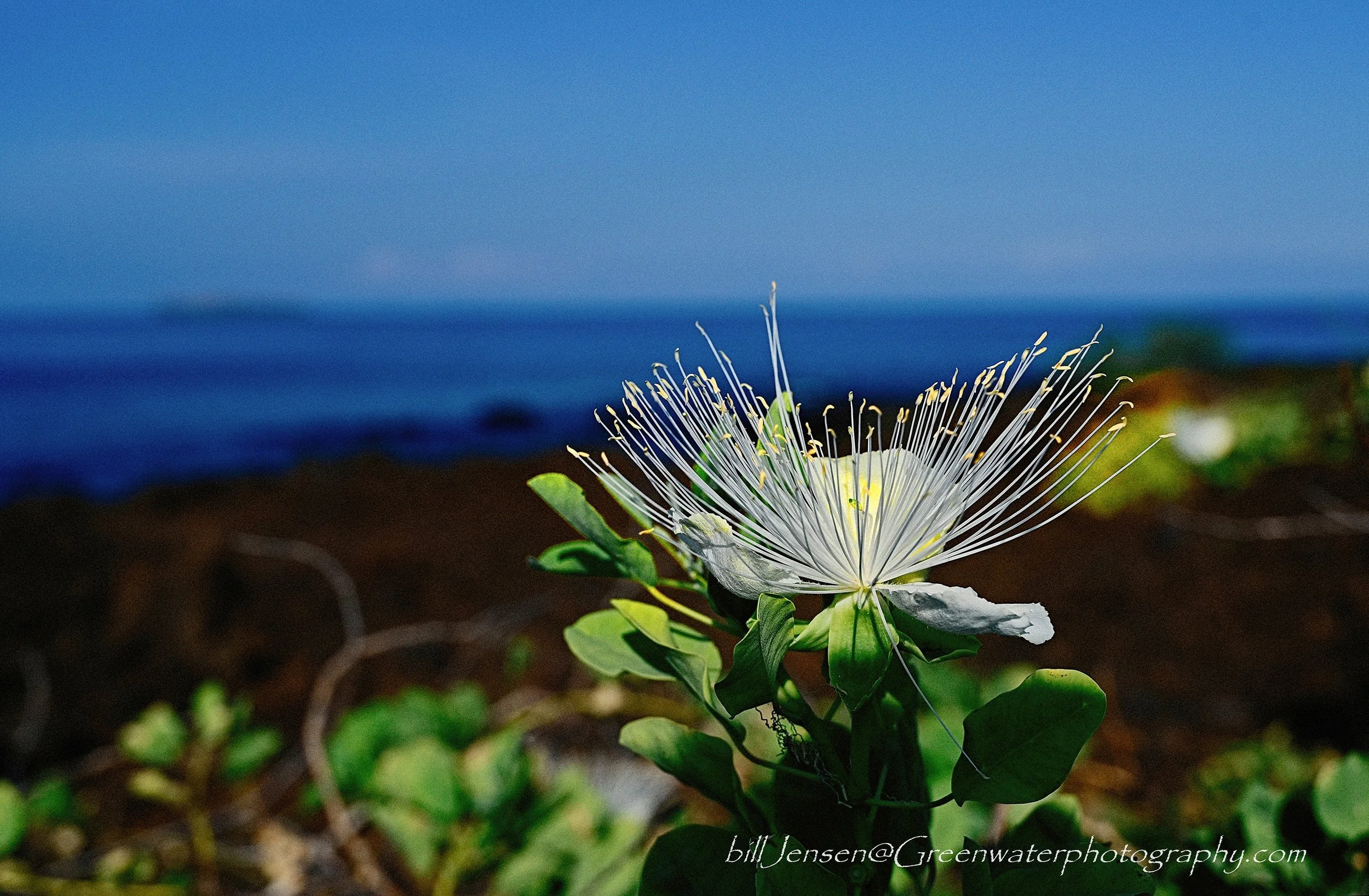 La Perouse