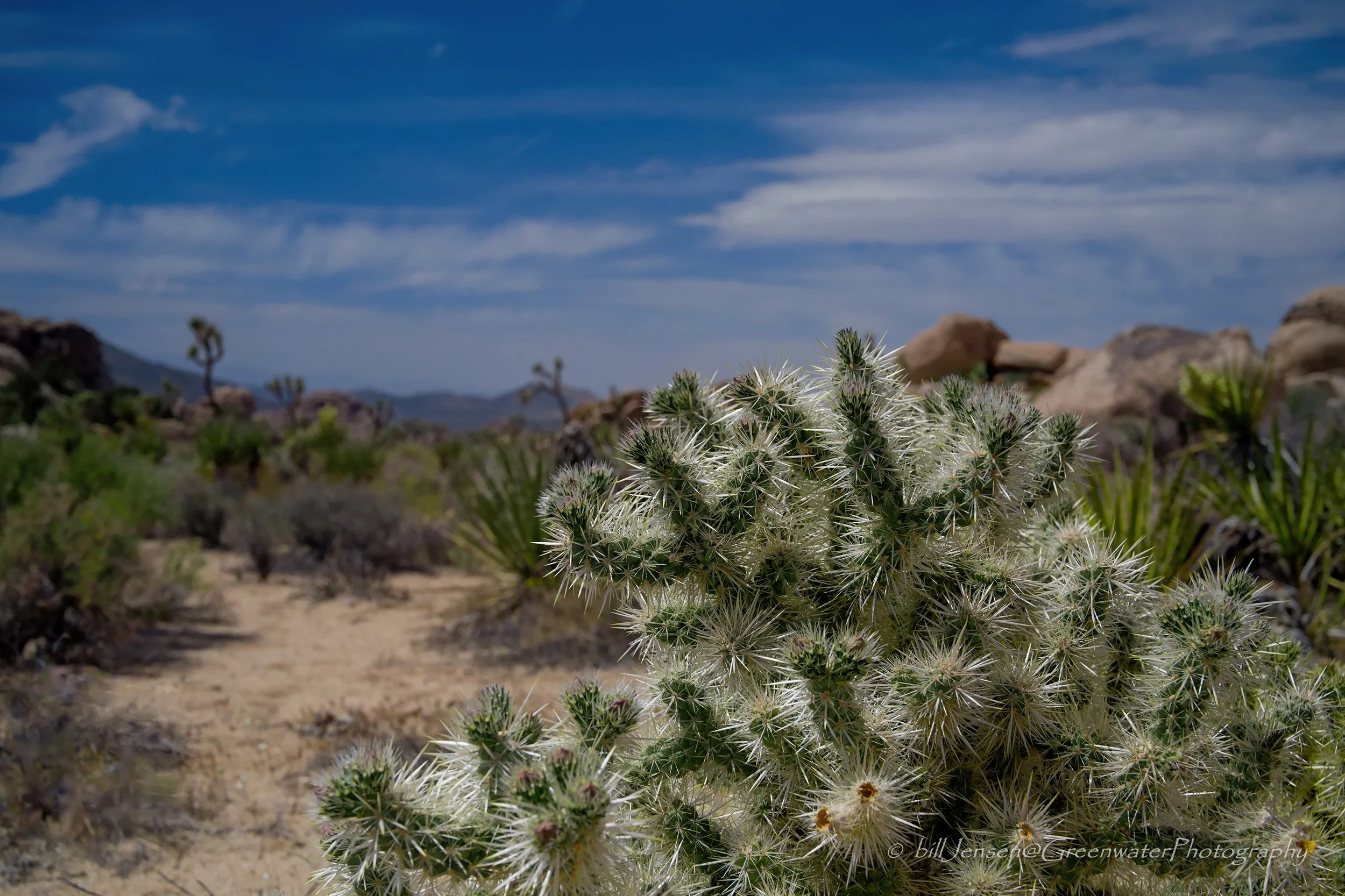 Chollo Cactus