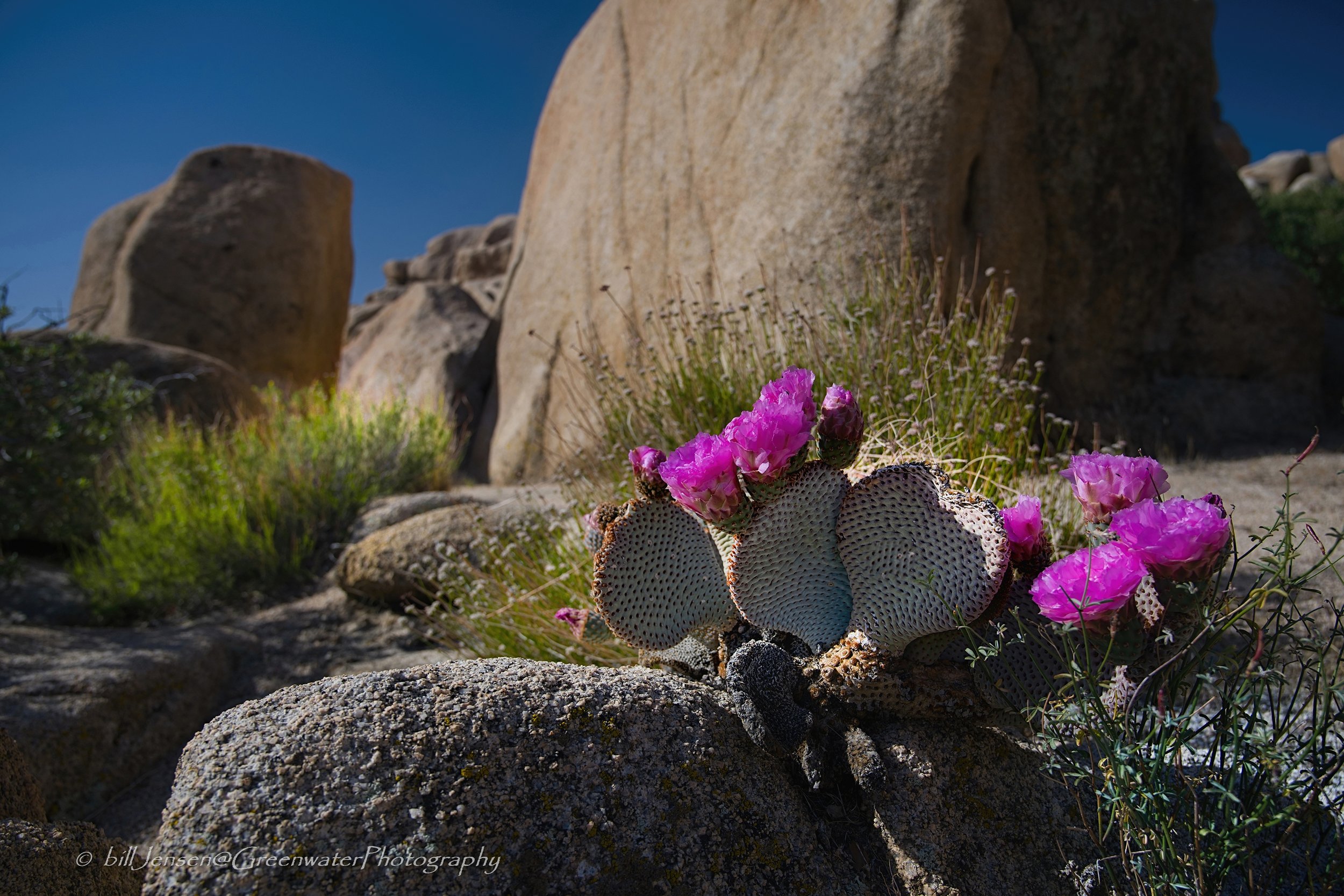 Beaver Tail Cactus