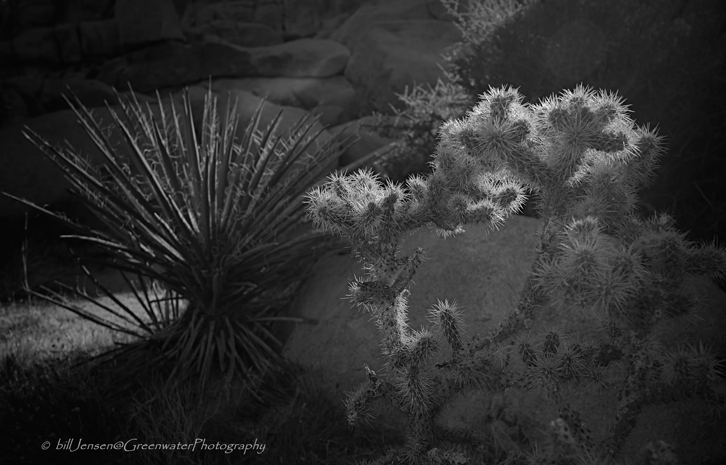 Cholla Cactus