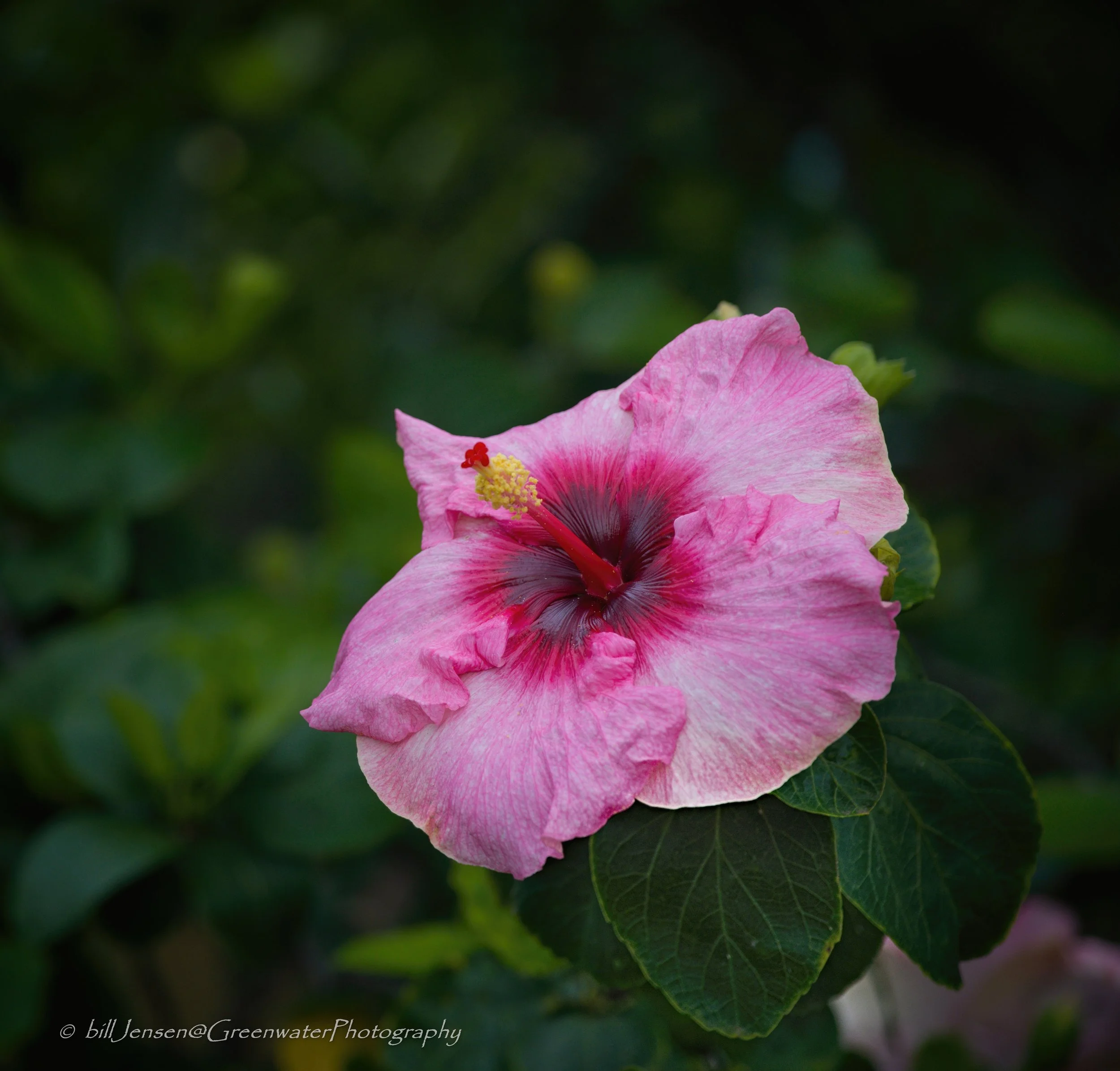 Pink Hibiscus