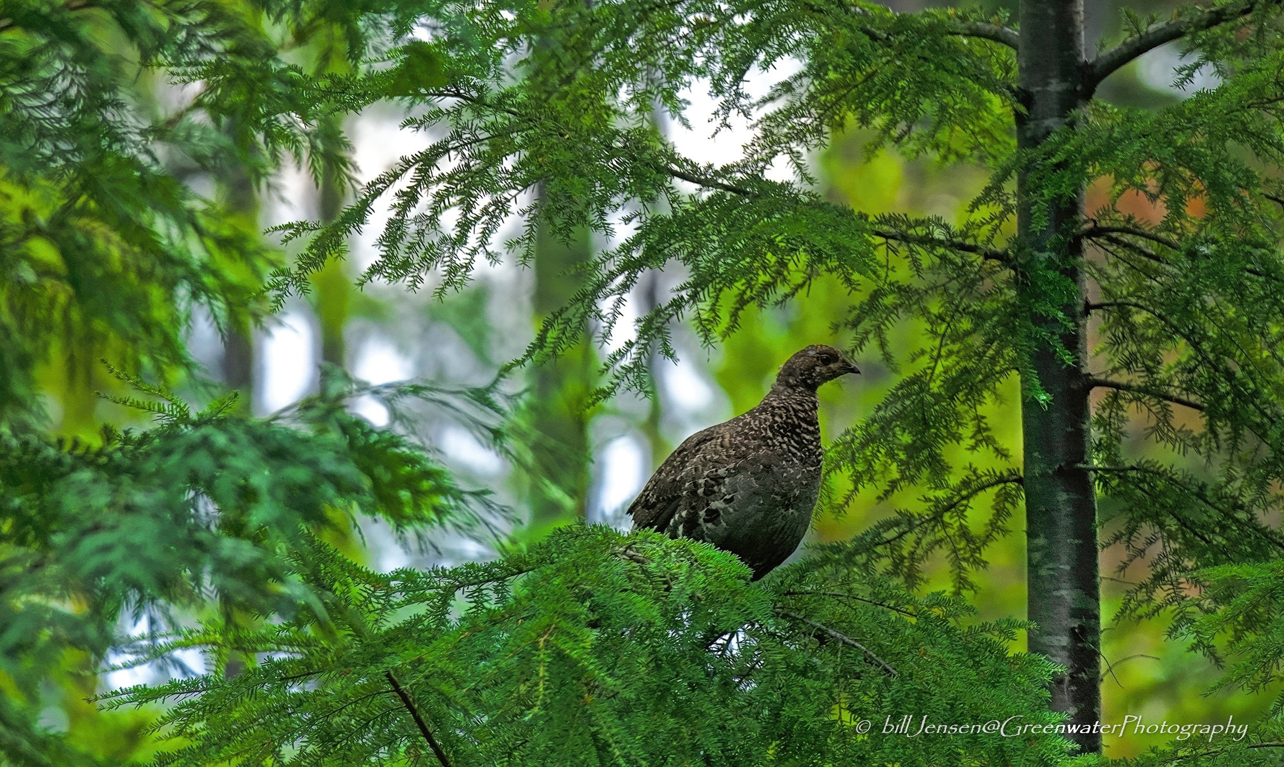 Female Blue Grouse