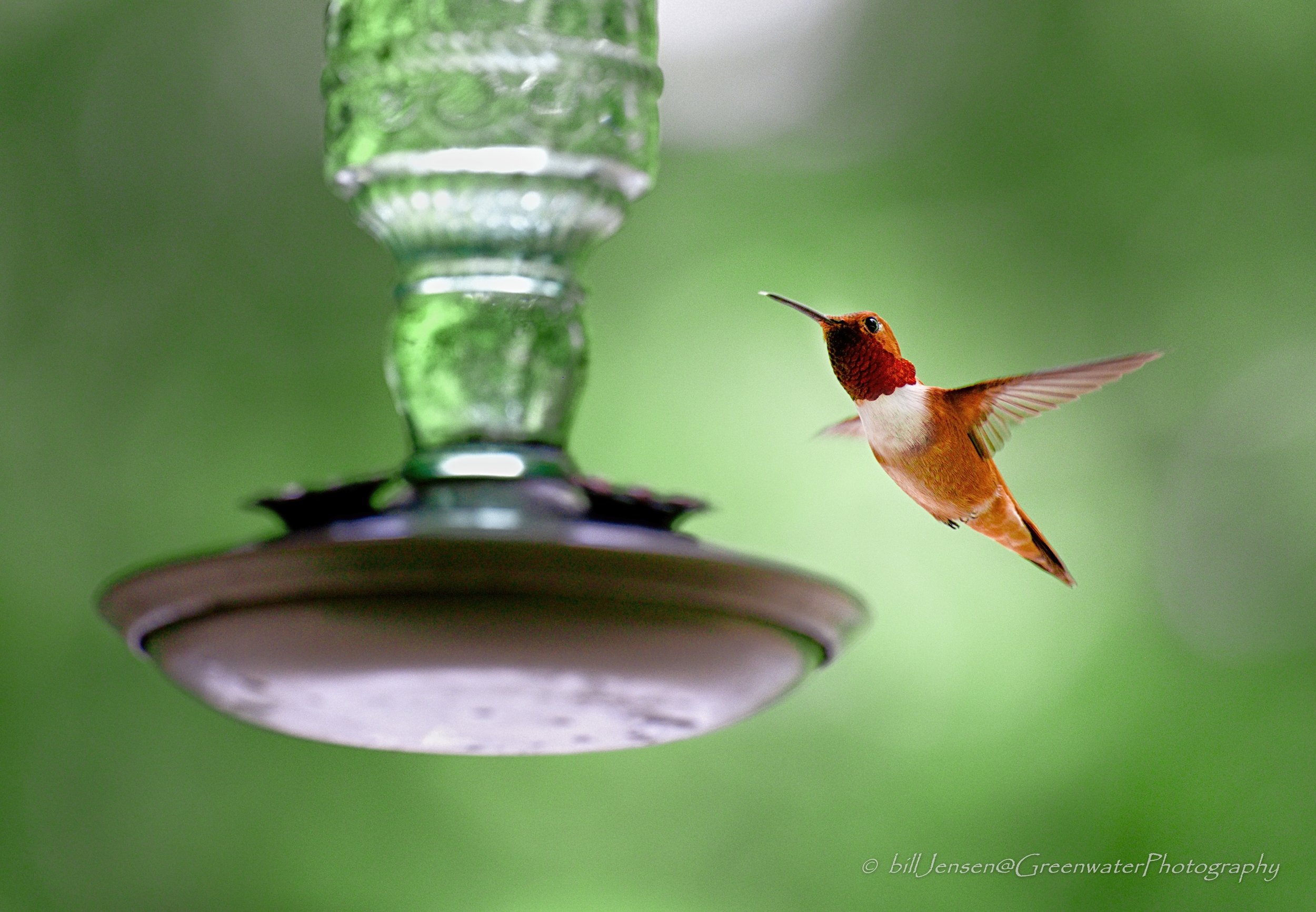 Rufous Hummingbird