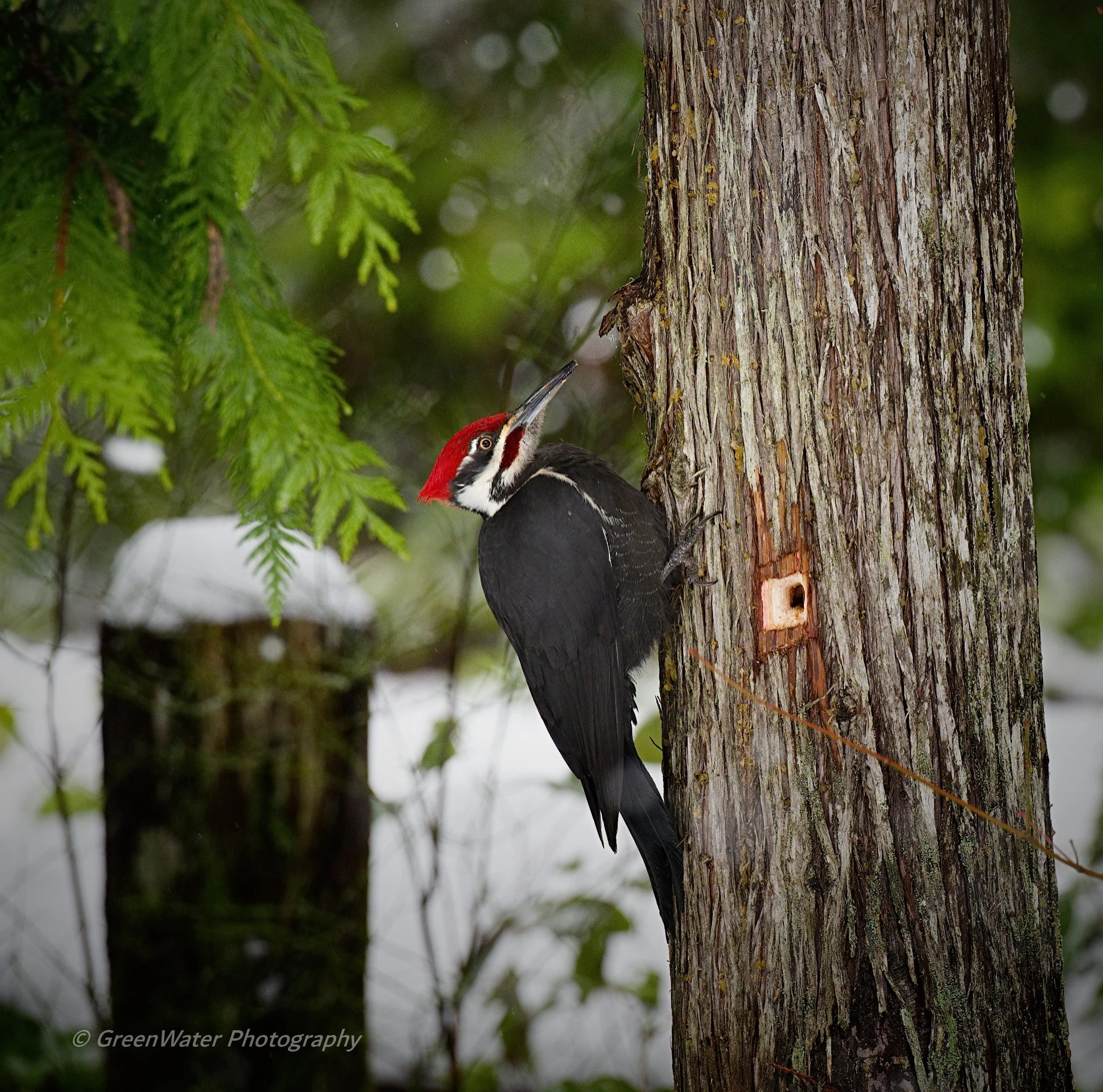 Pileated Woodpecker