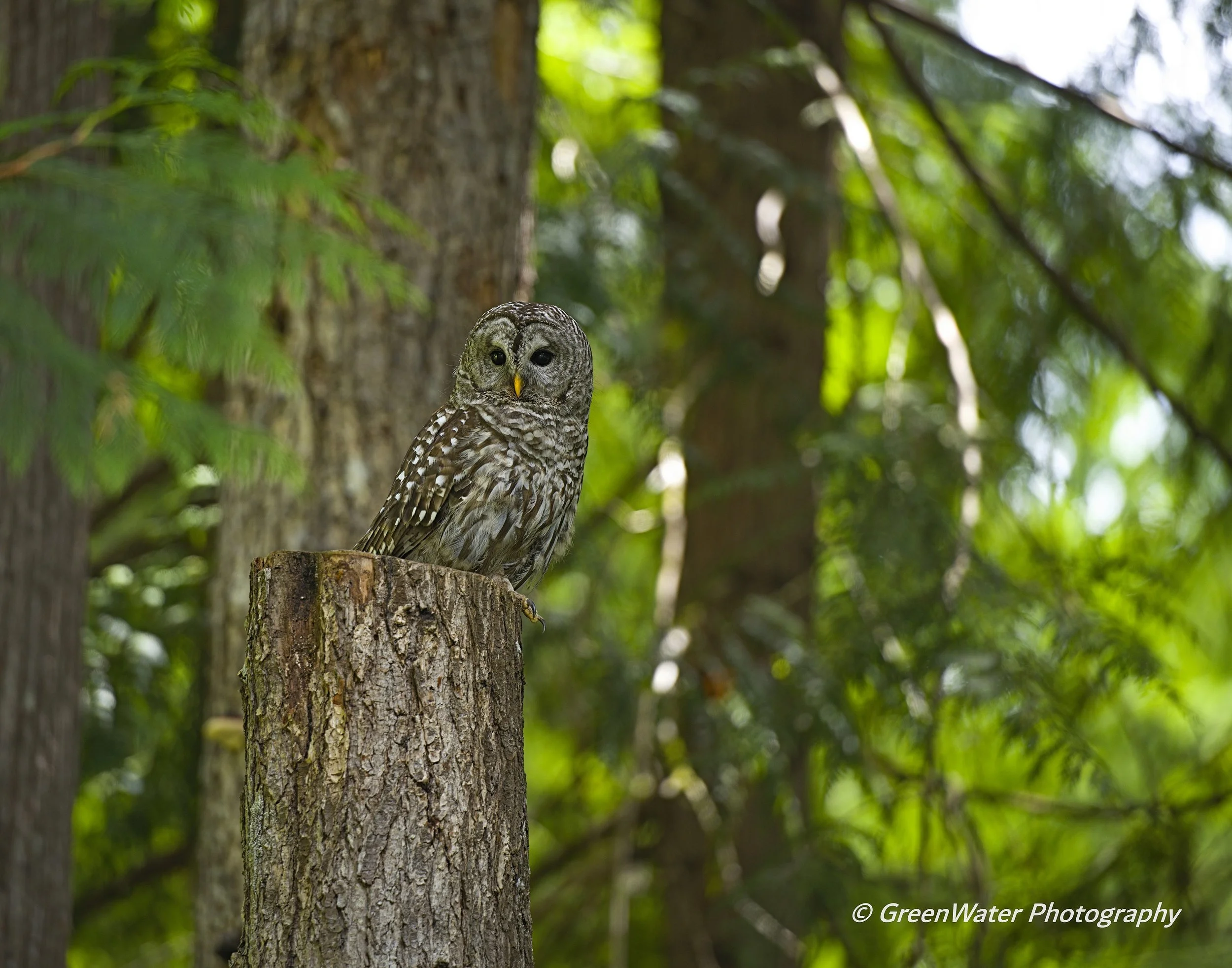 Spotted Owl