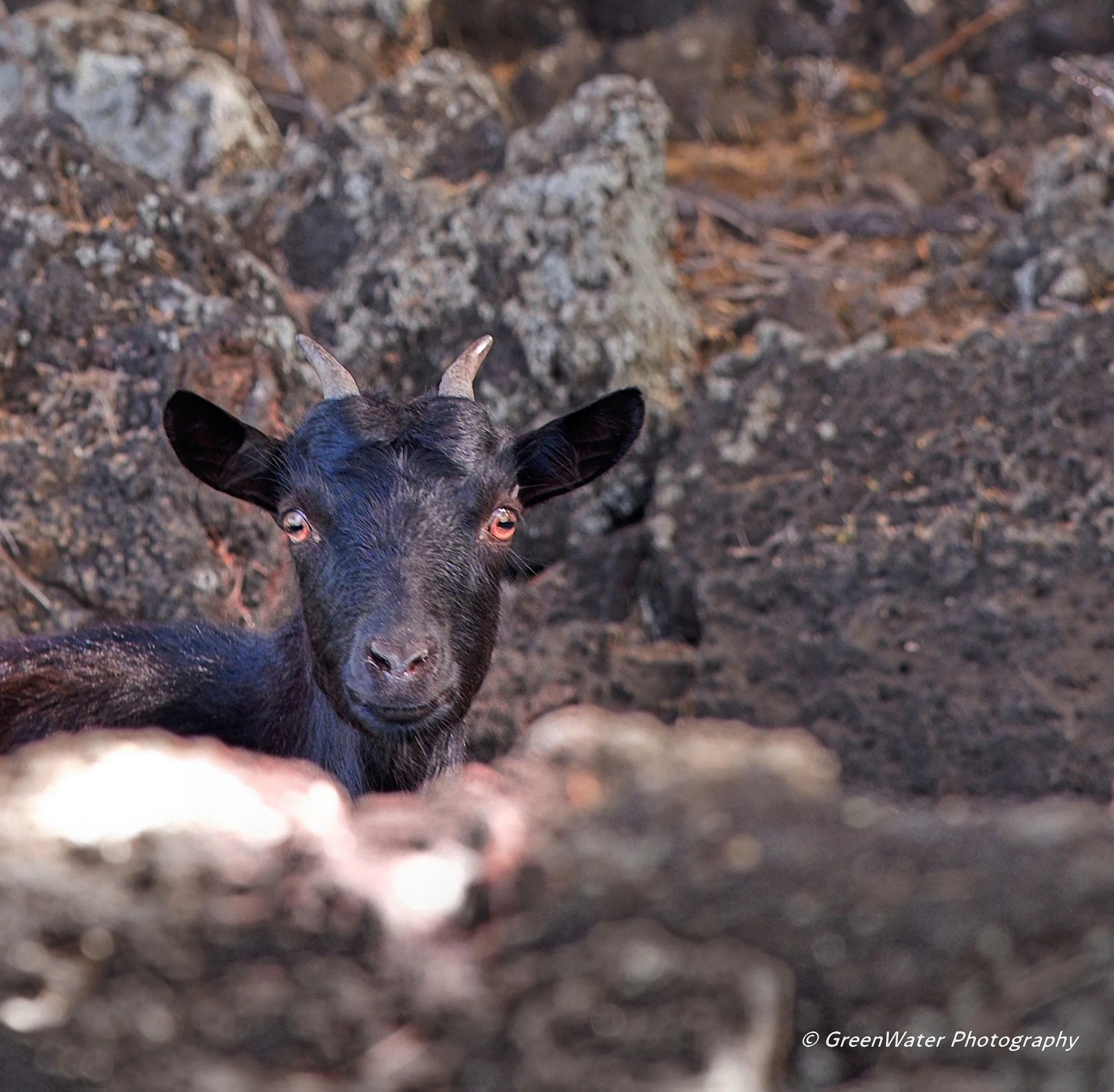 FERAL  GOAT