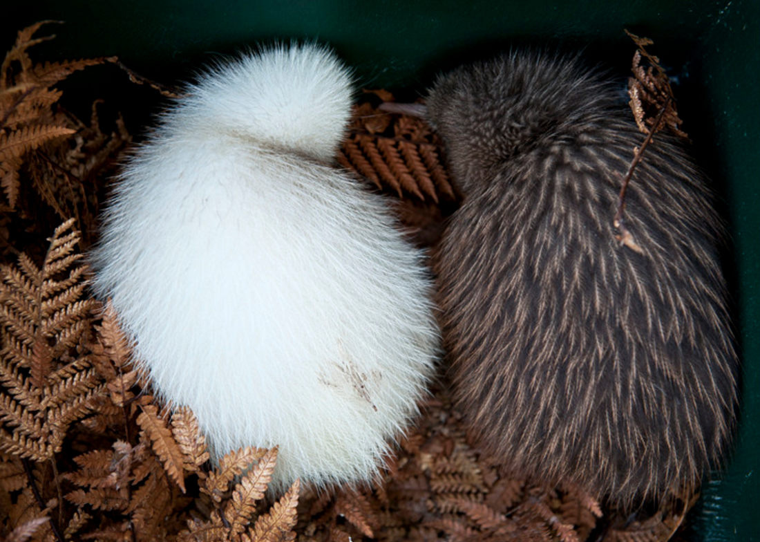 The Kiwi 12 Days of Christmas