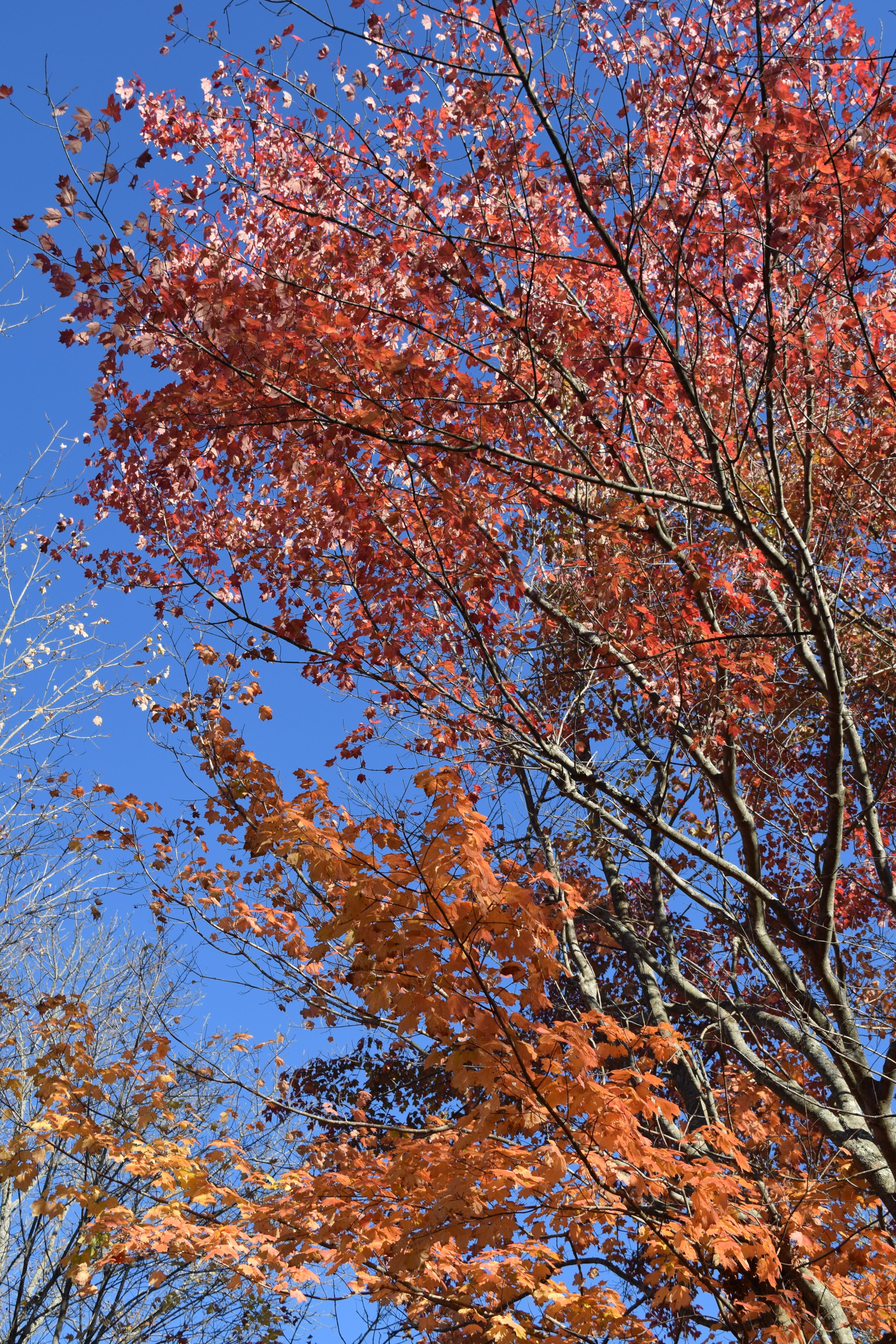 This fall has been one of the most gorgeous in the past few years.