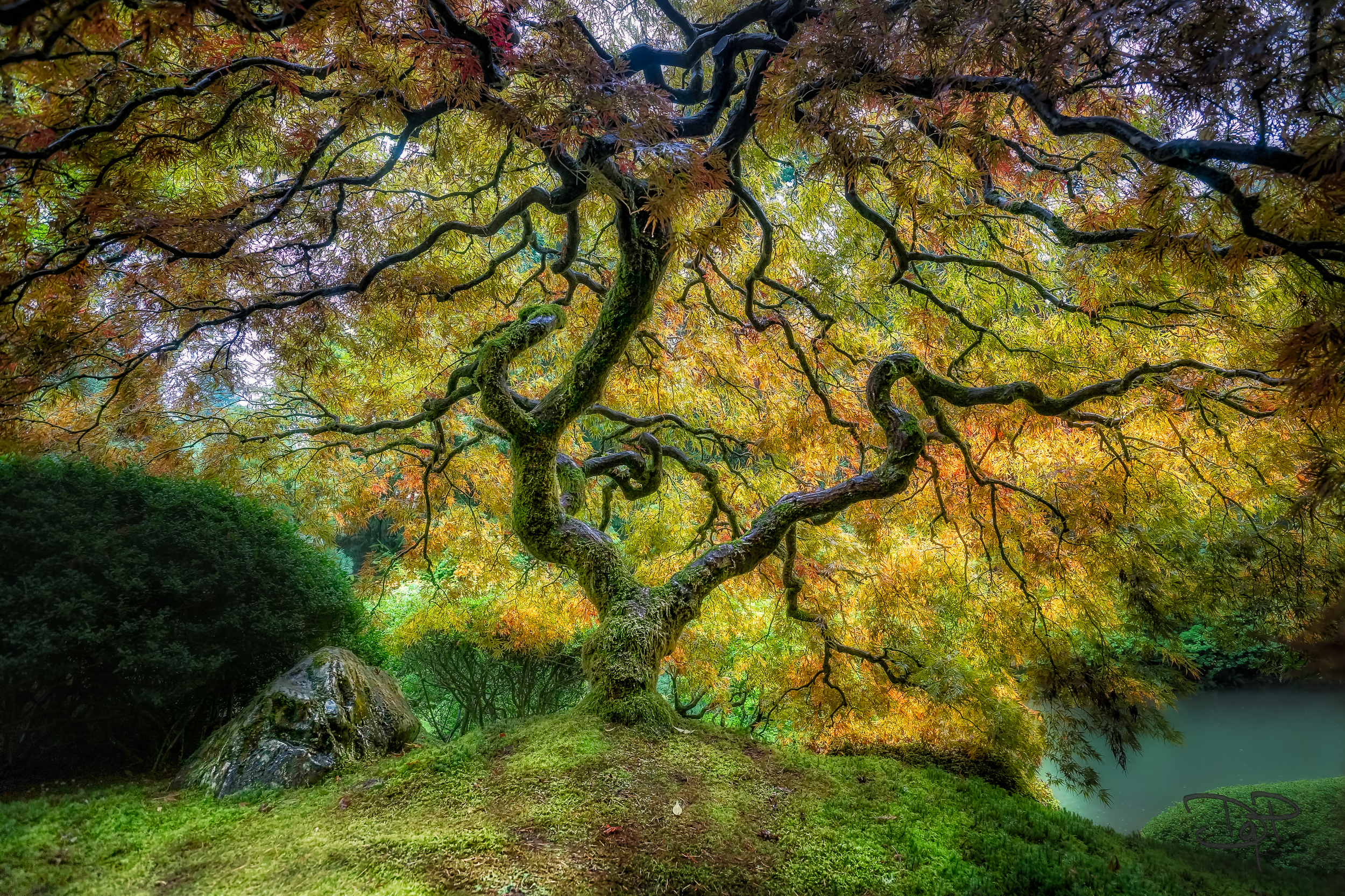 Japanese Maple - Quiescence