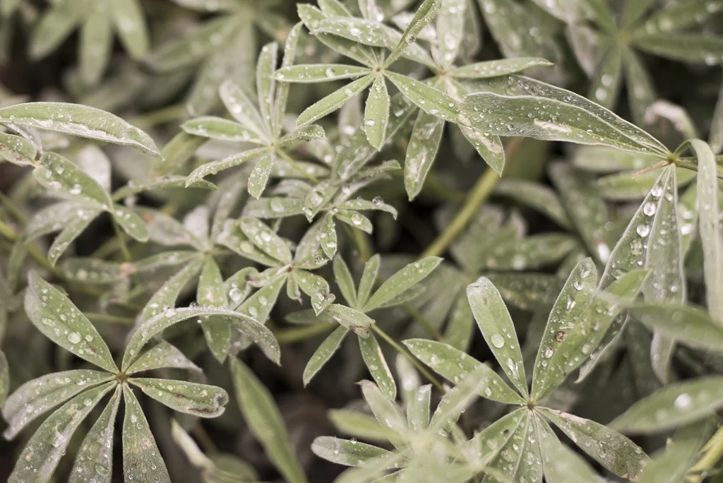 LEAVES-3535.jpg
