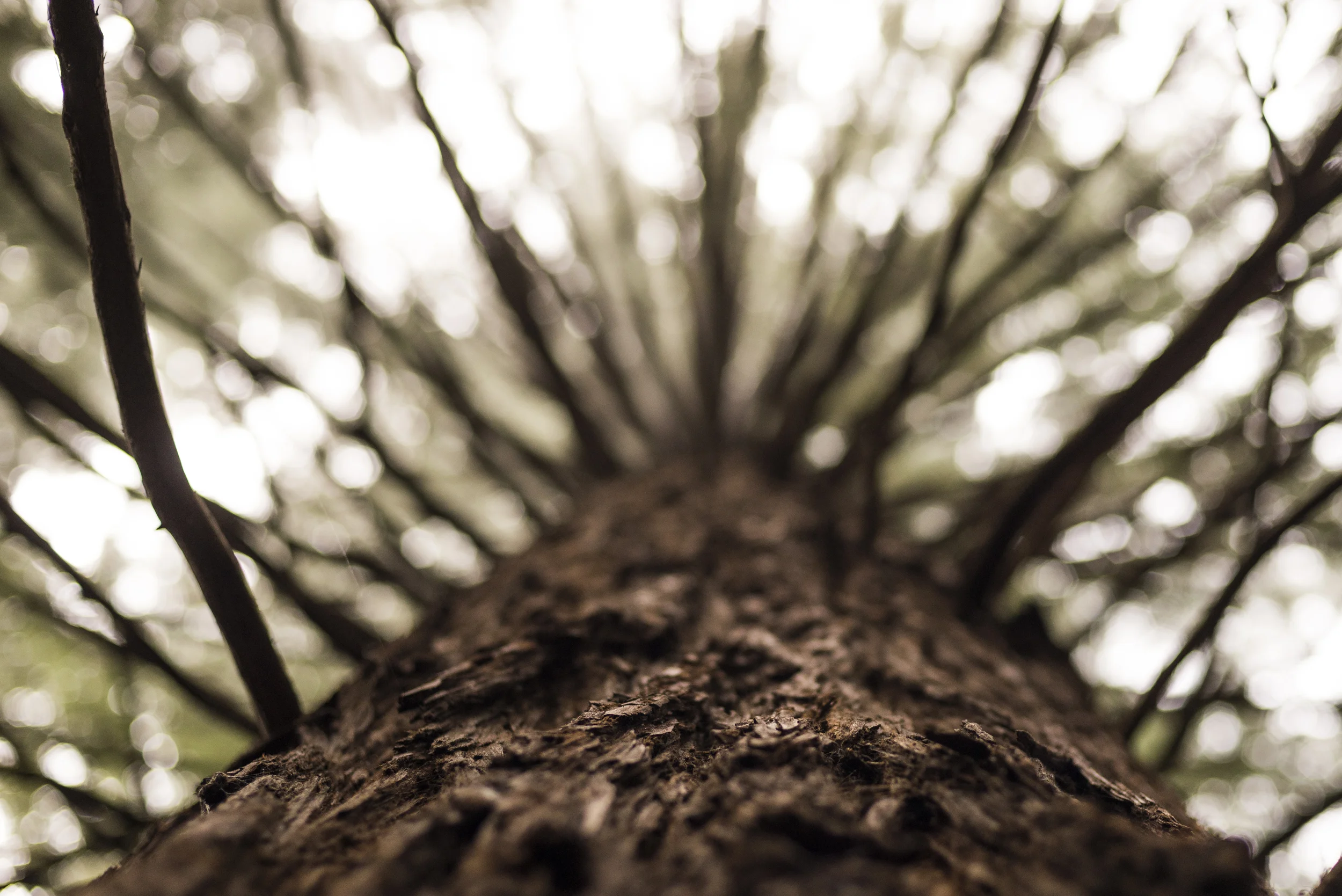 REDWOOD-4297.jpg