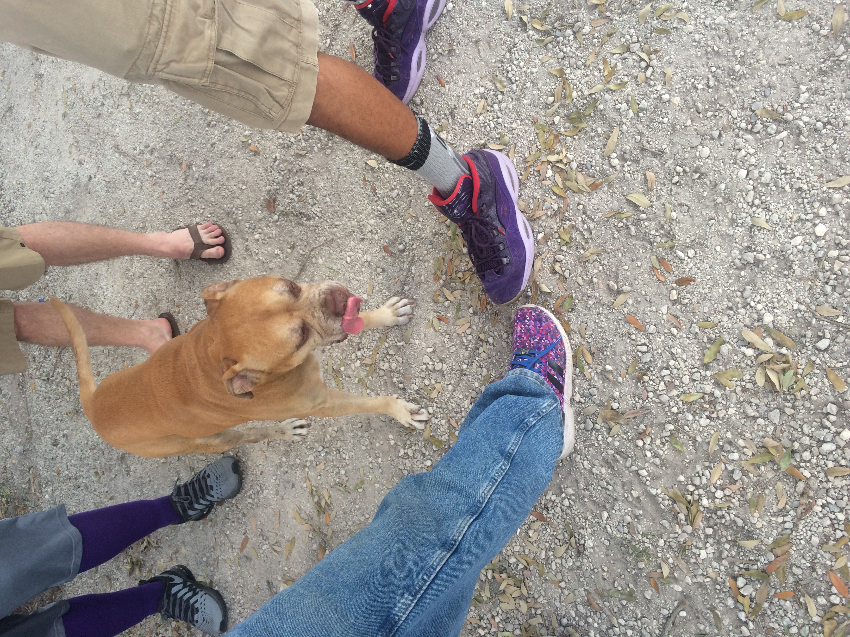 Purple Shoes... and a Pooch!