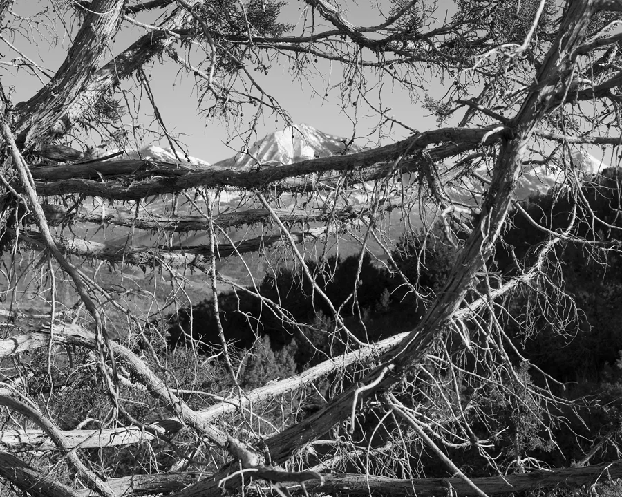 Spring Landscape (No Way In/Out), 2014