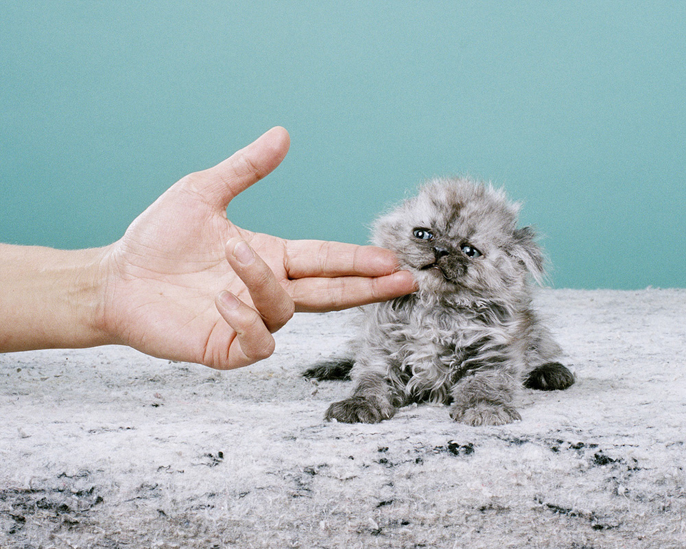 Saddest Kitten ©Jamie Campbell