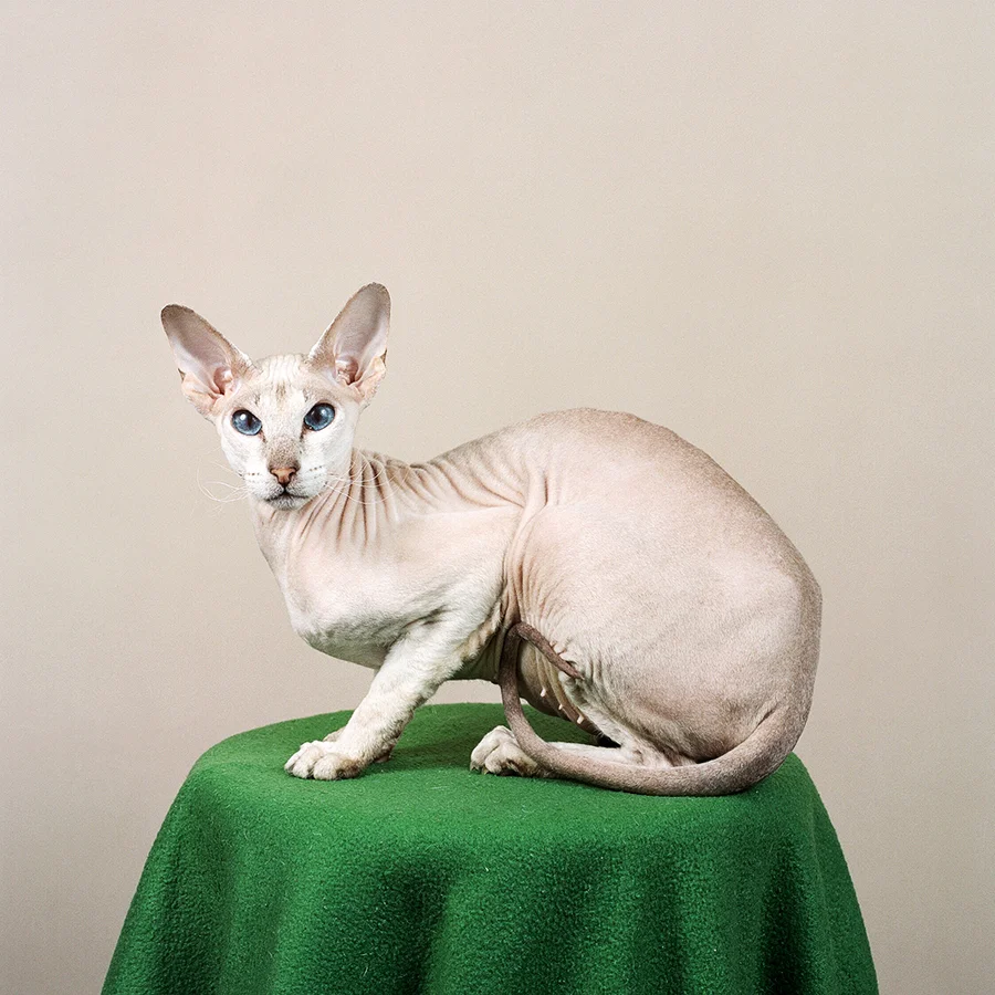 Peterbald  ©Jamie Campbell