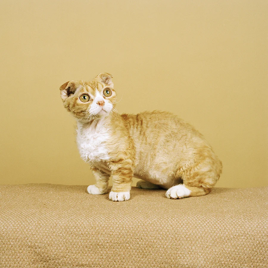 Oslick  ©Jamie Campbell