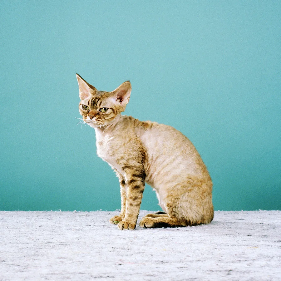 Devon Rex  ©Jamie Campbell
