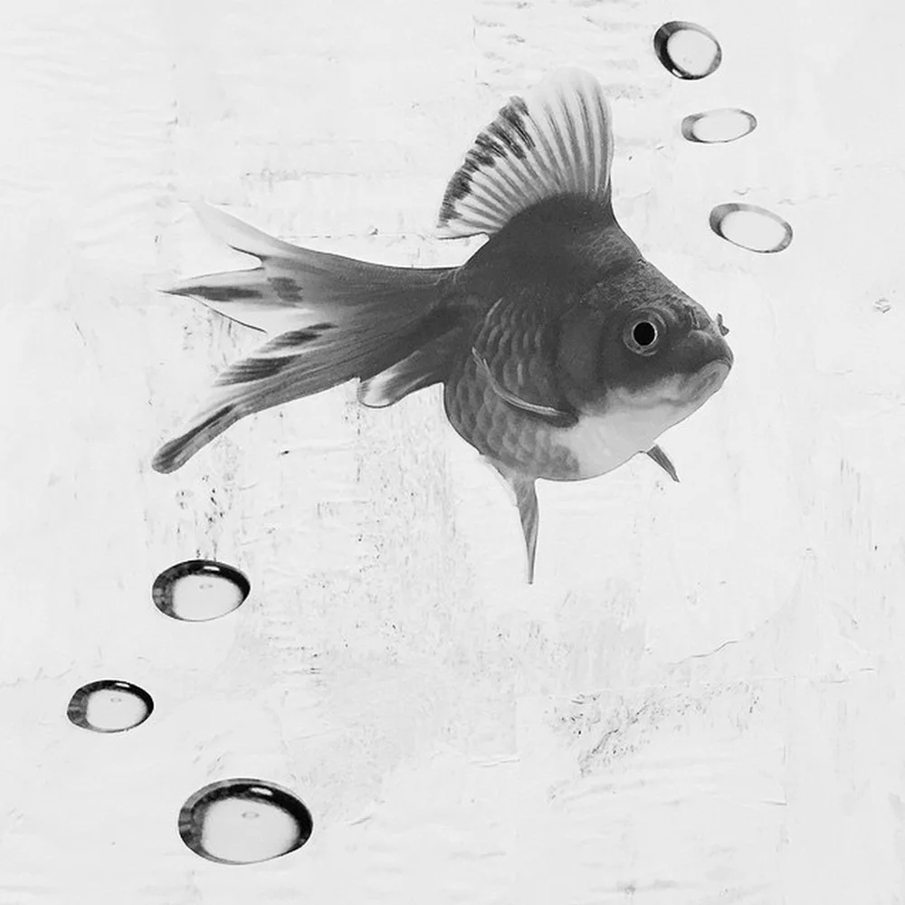 © Shane Lavalette