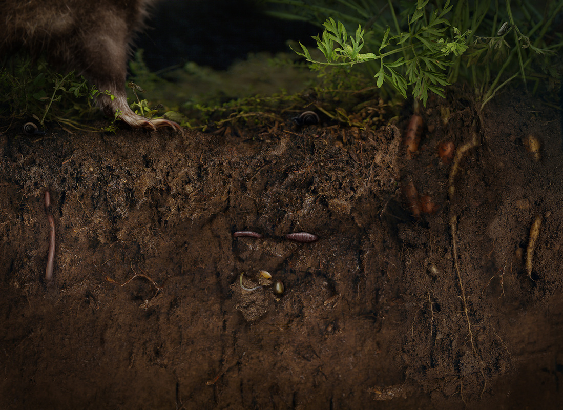 Underneath The Carrots © Melinda Hurst Frye