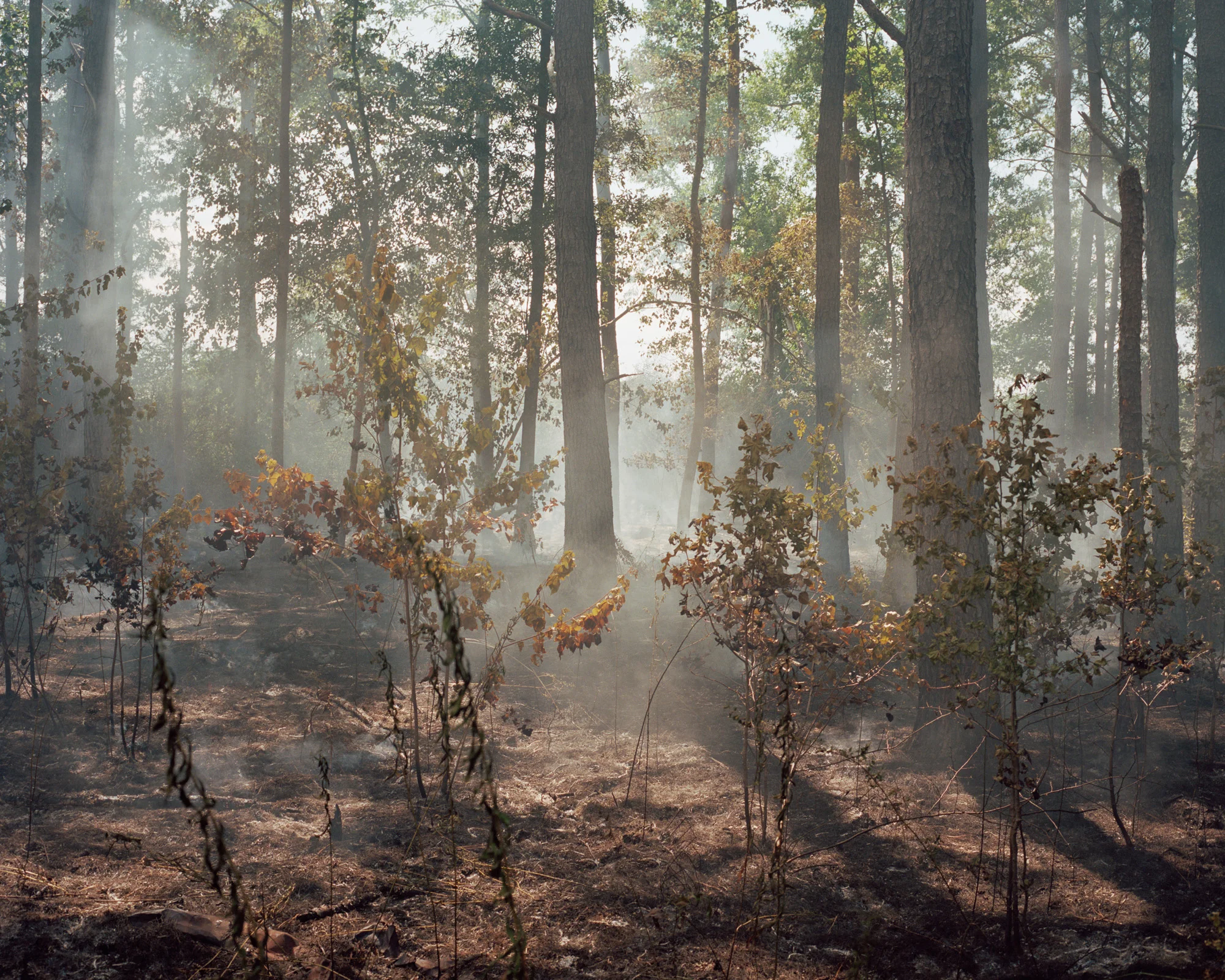 © Shane Lavalette