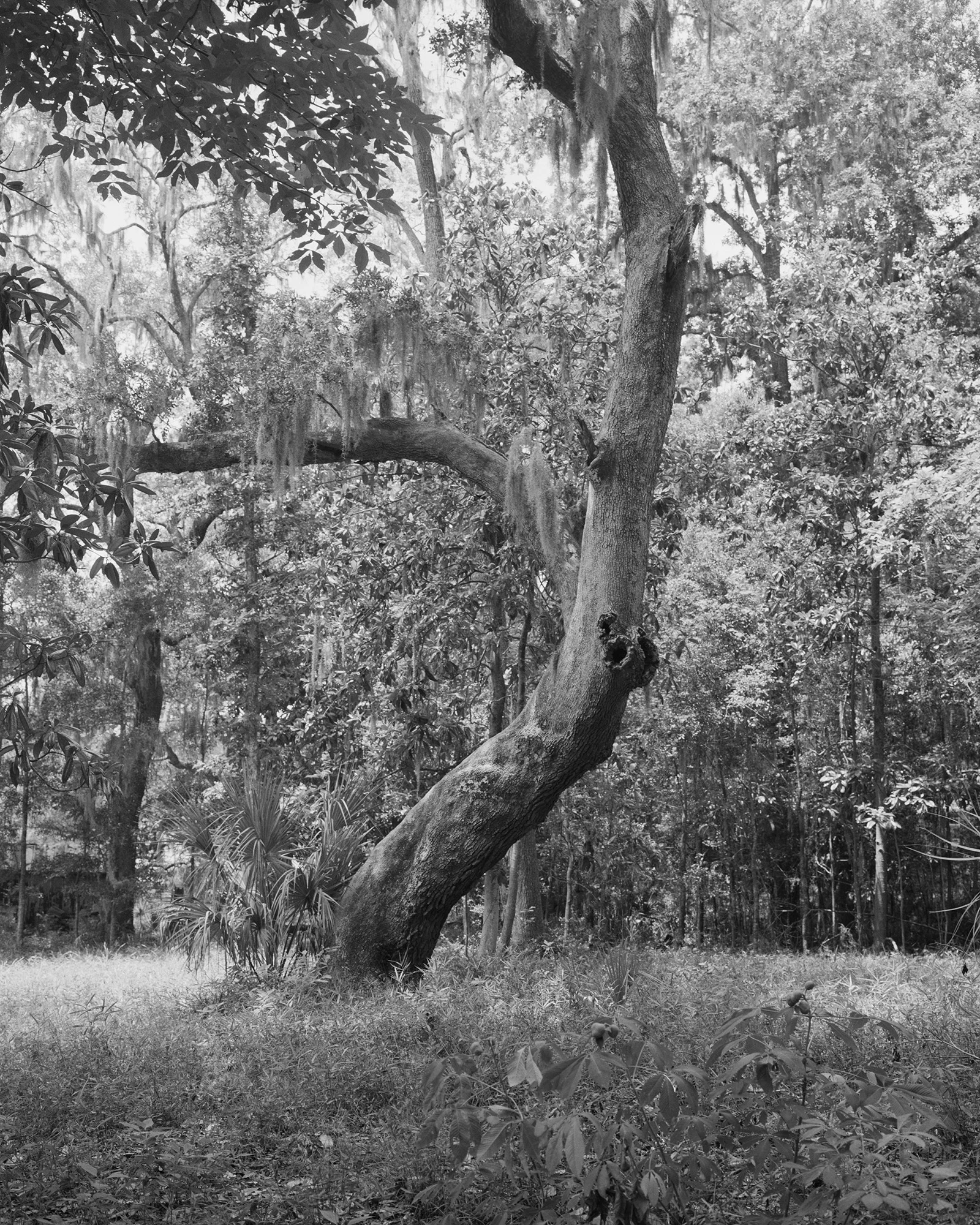 © Shane Lavalette
