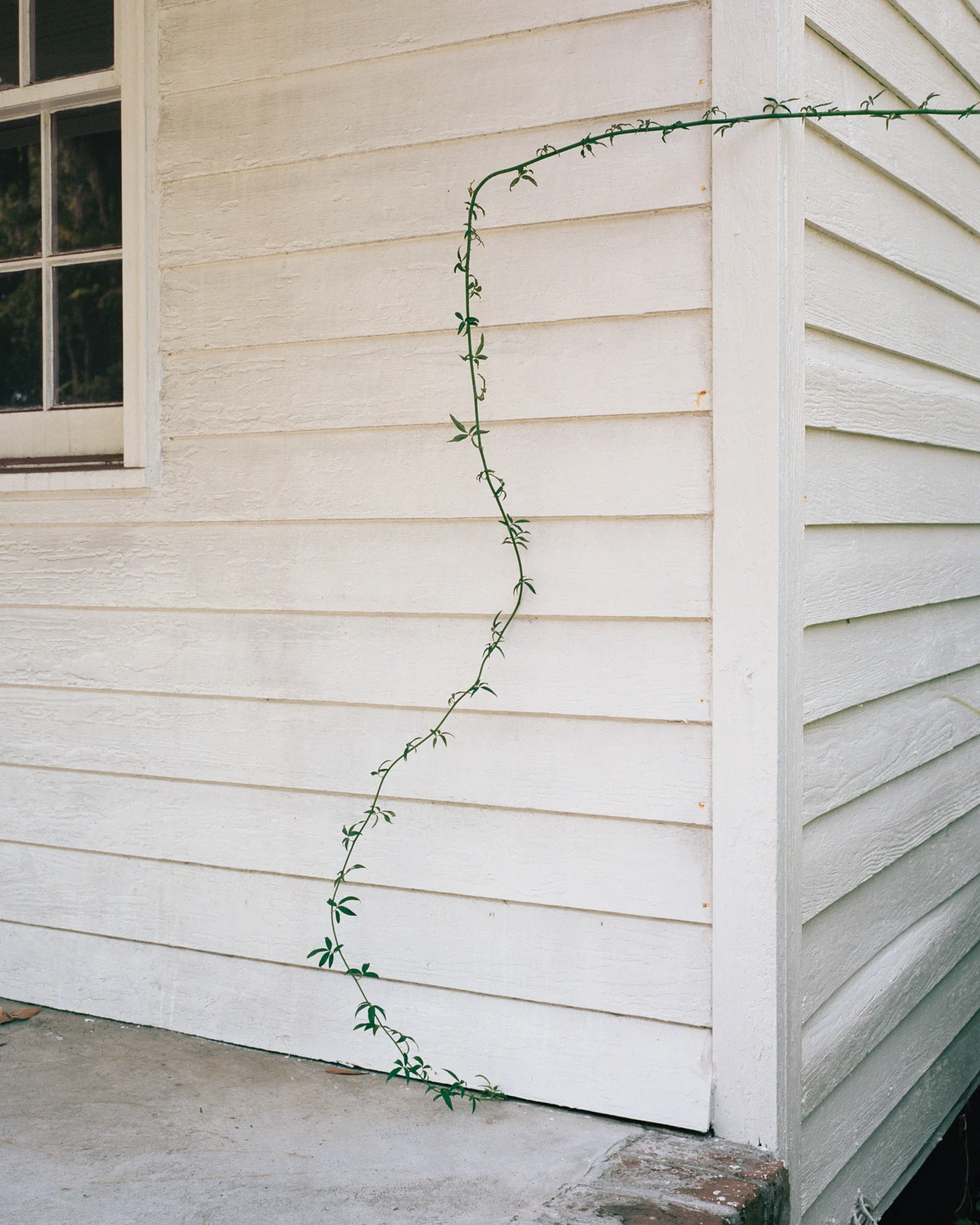 © Shane Lavalette