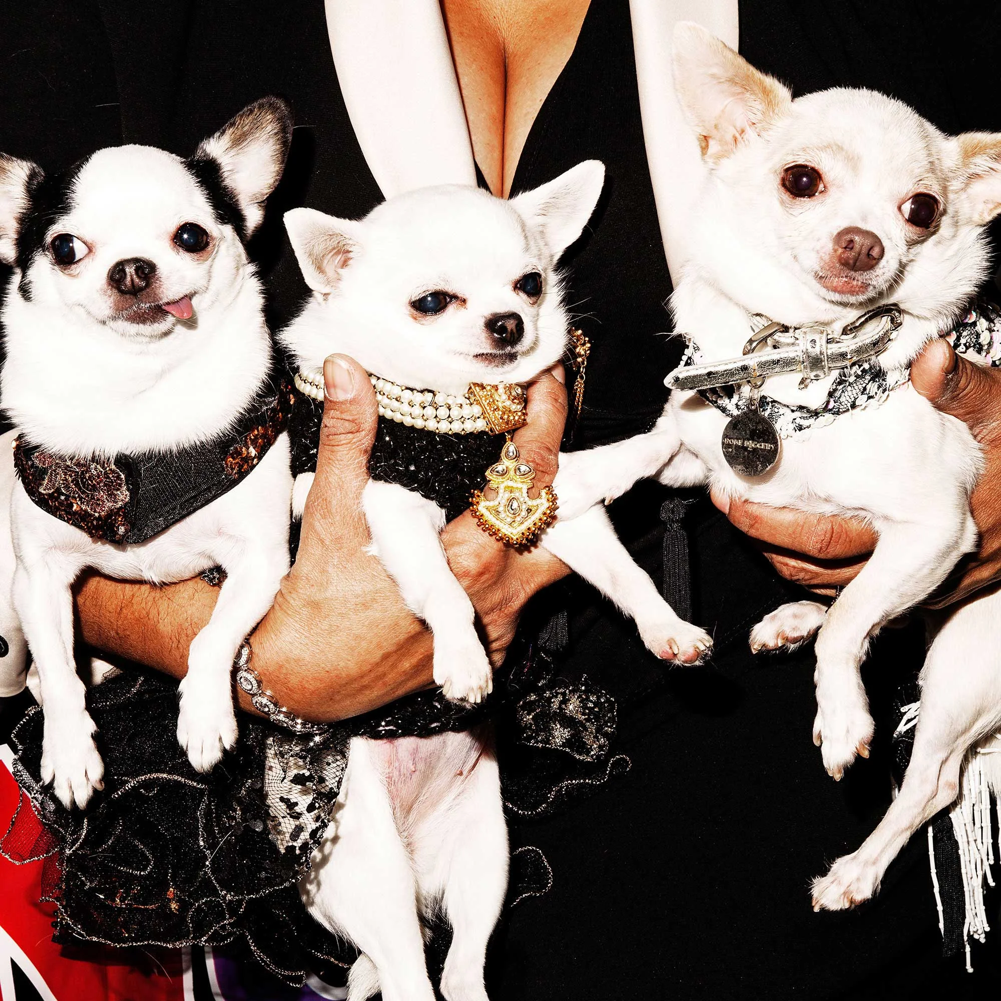 Ada Nieves Chihuahua Nation. New York, NY. 2016 . © Amy Lombard