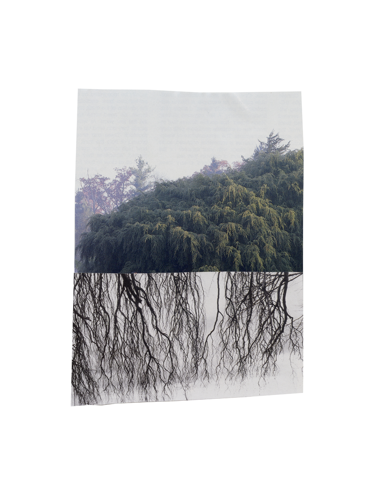 Day 72: 2/13/17. Even the trees are weeping. 