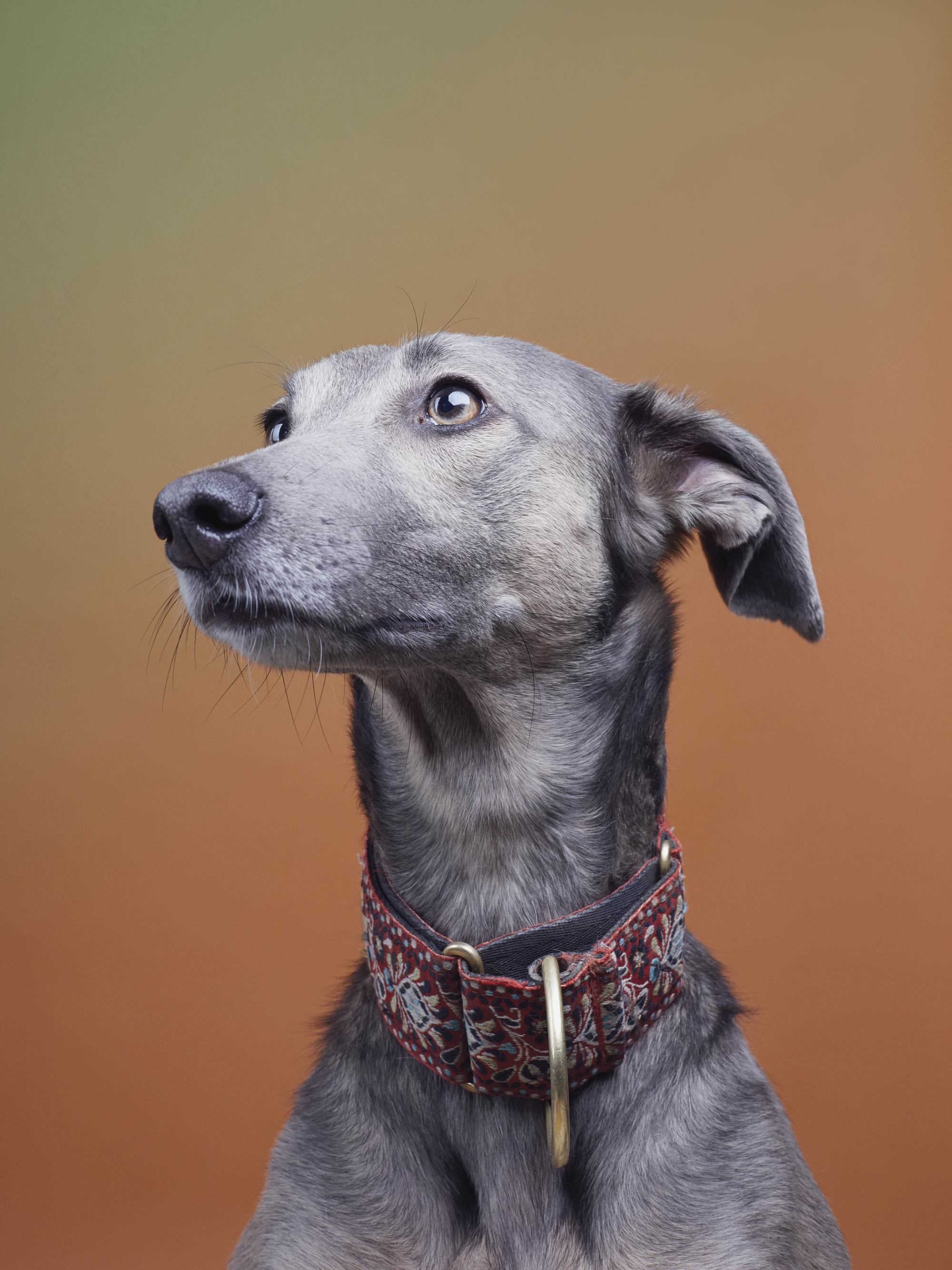 © Alma Haser from The Dog Photobooth