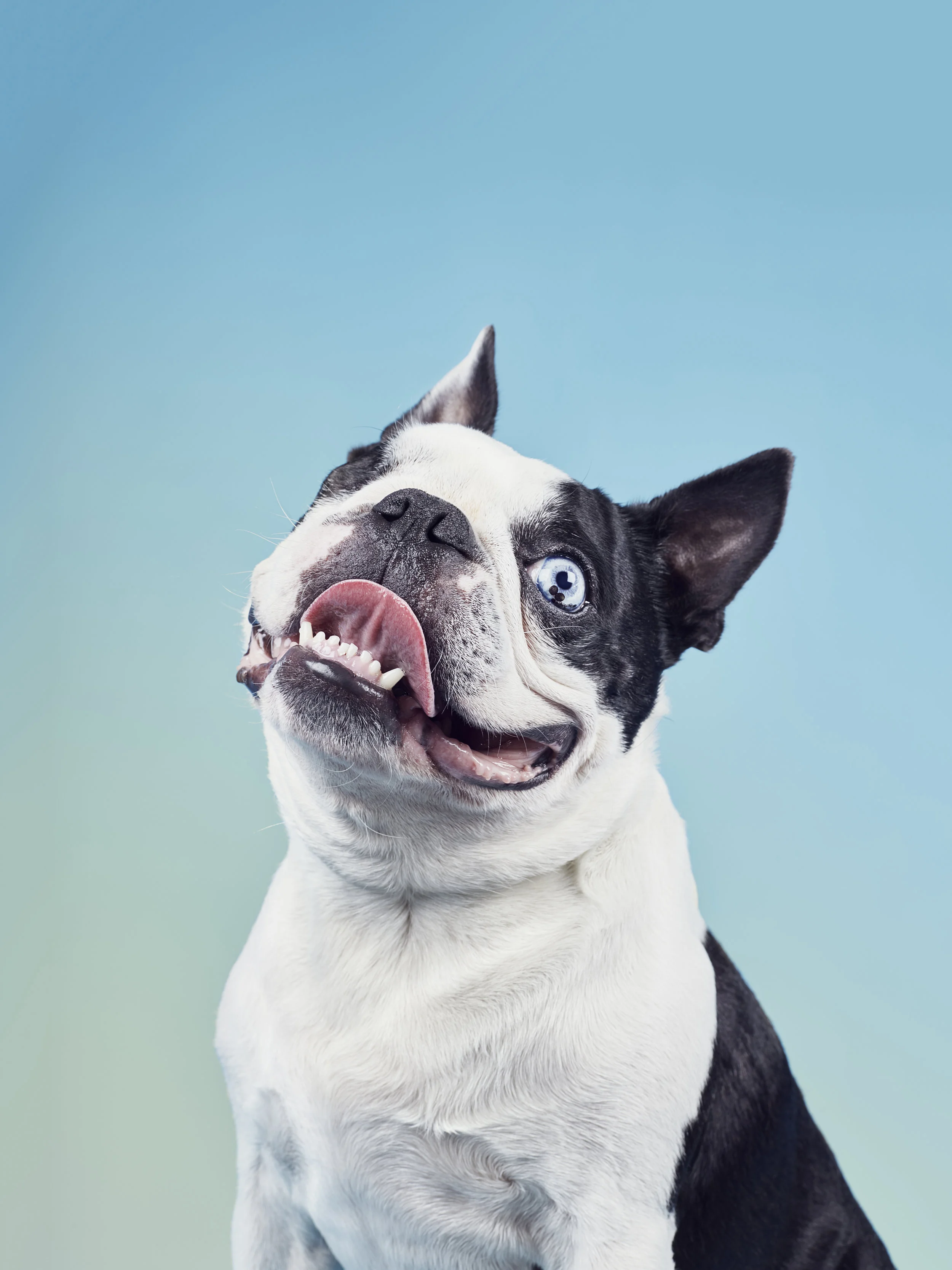 © Alma Haser from The Dog Photobooth