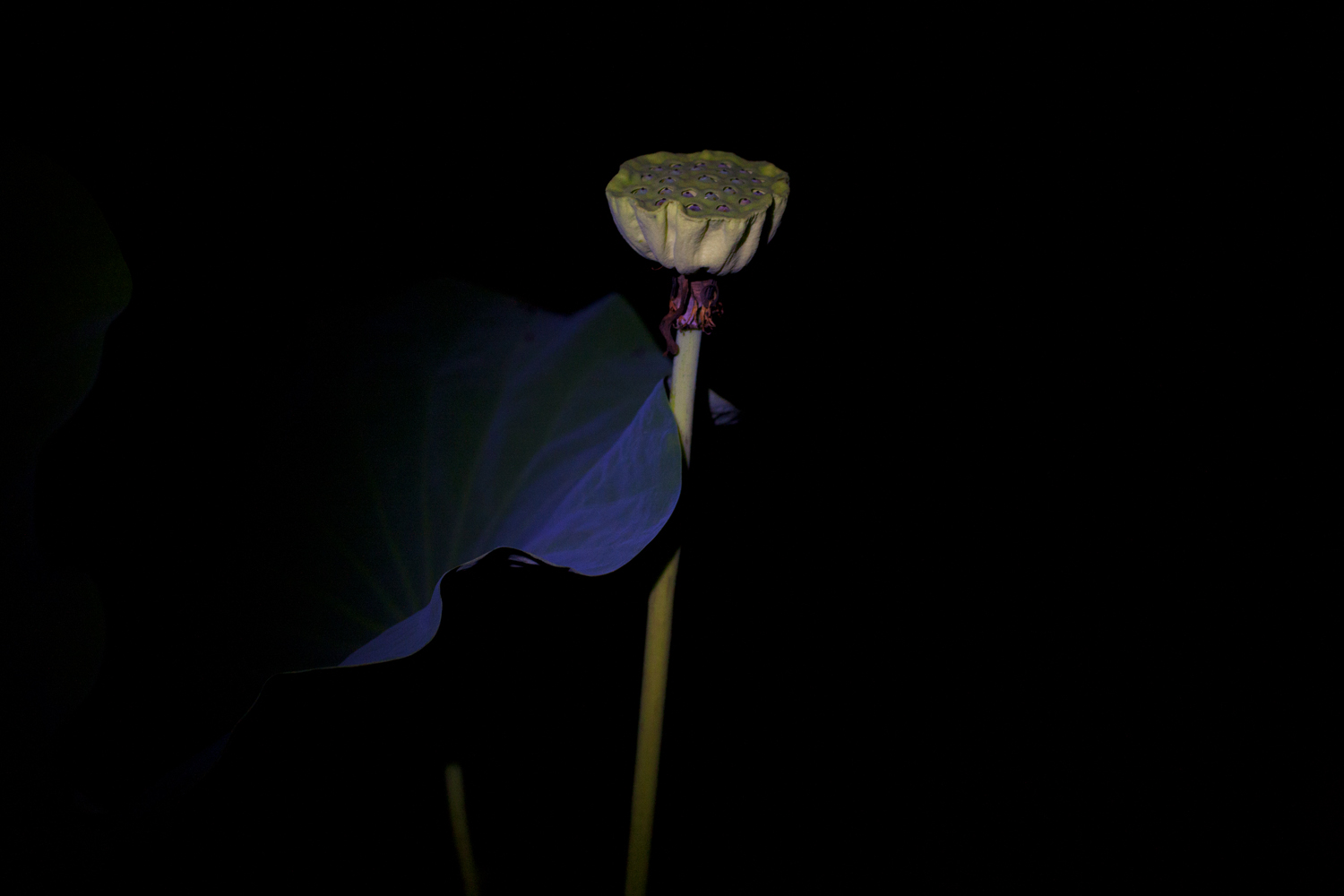 © Chris Mottalini