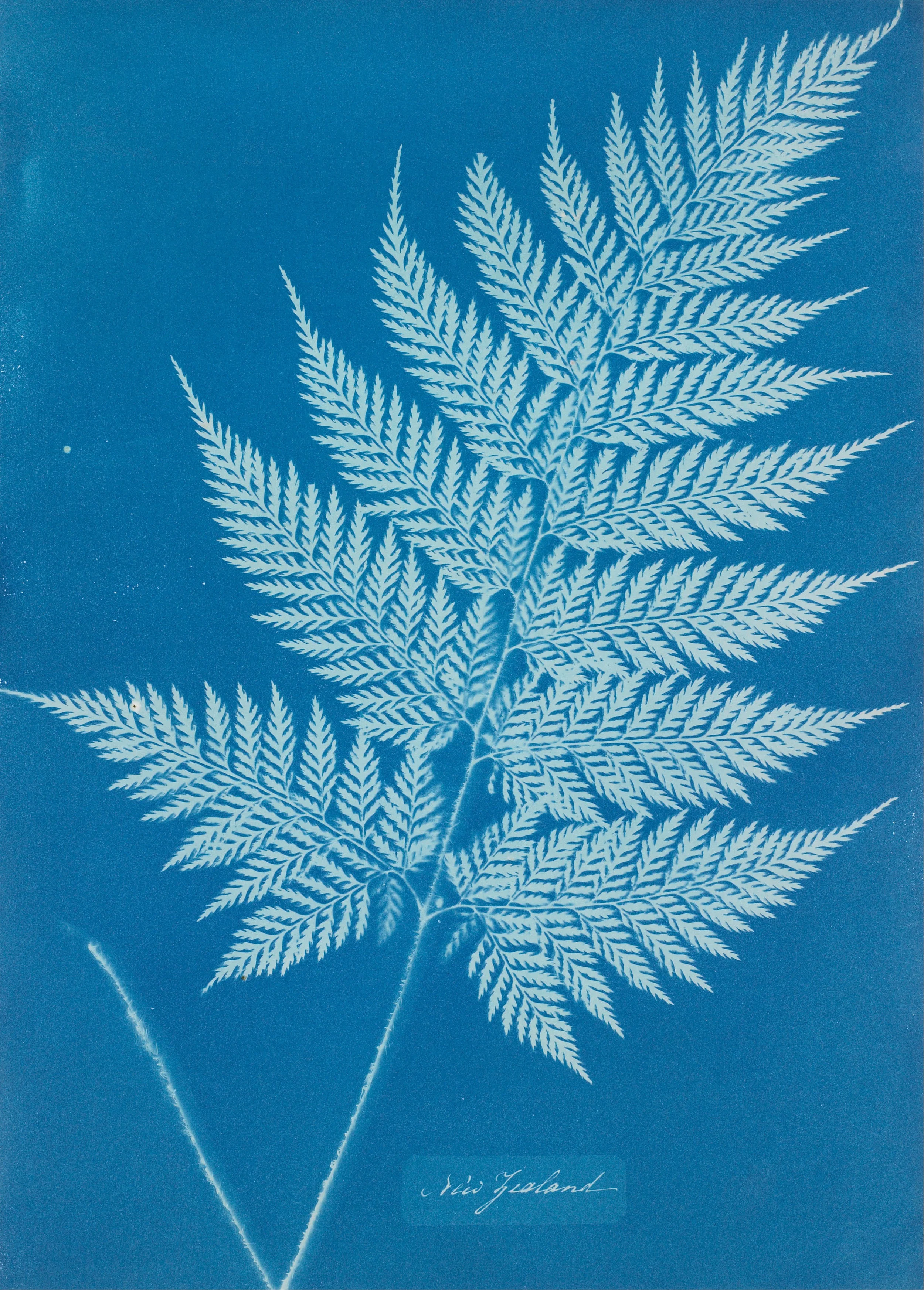 © Anna Atkins circa 1849-1858