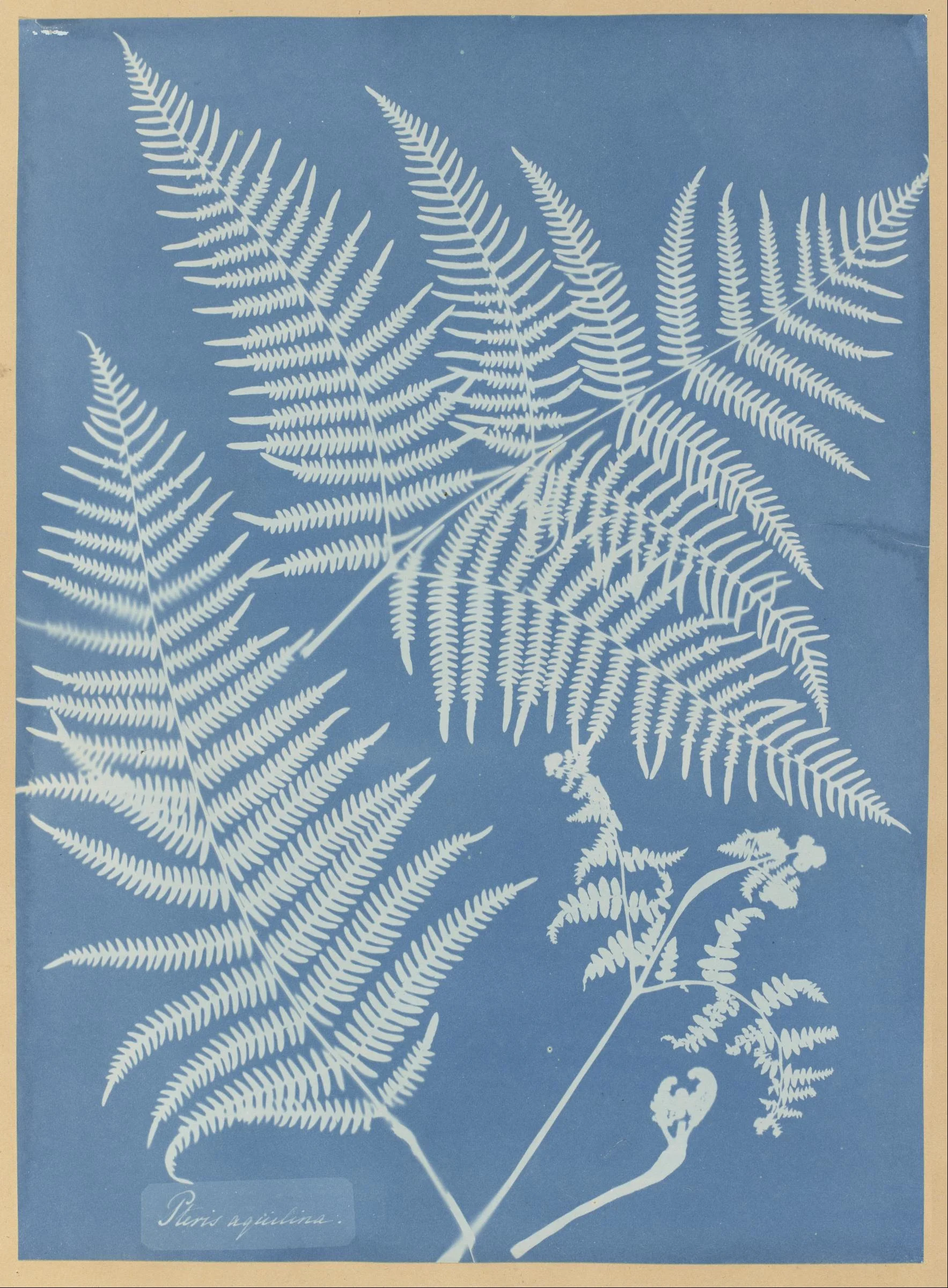© Anna Atkins circa mid 19th century