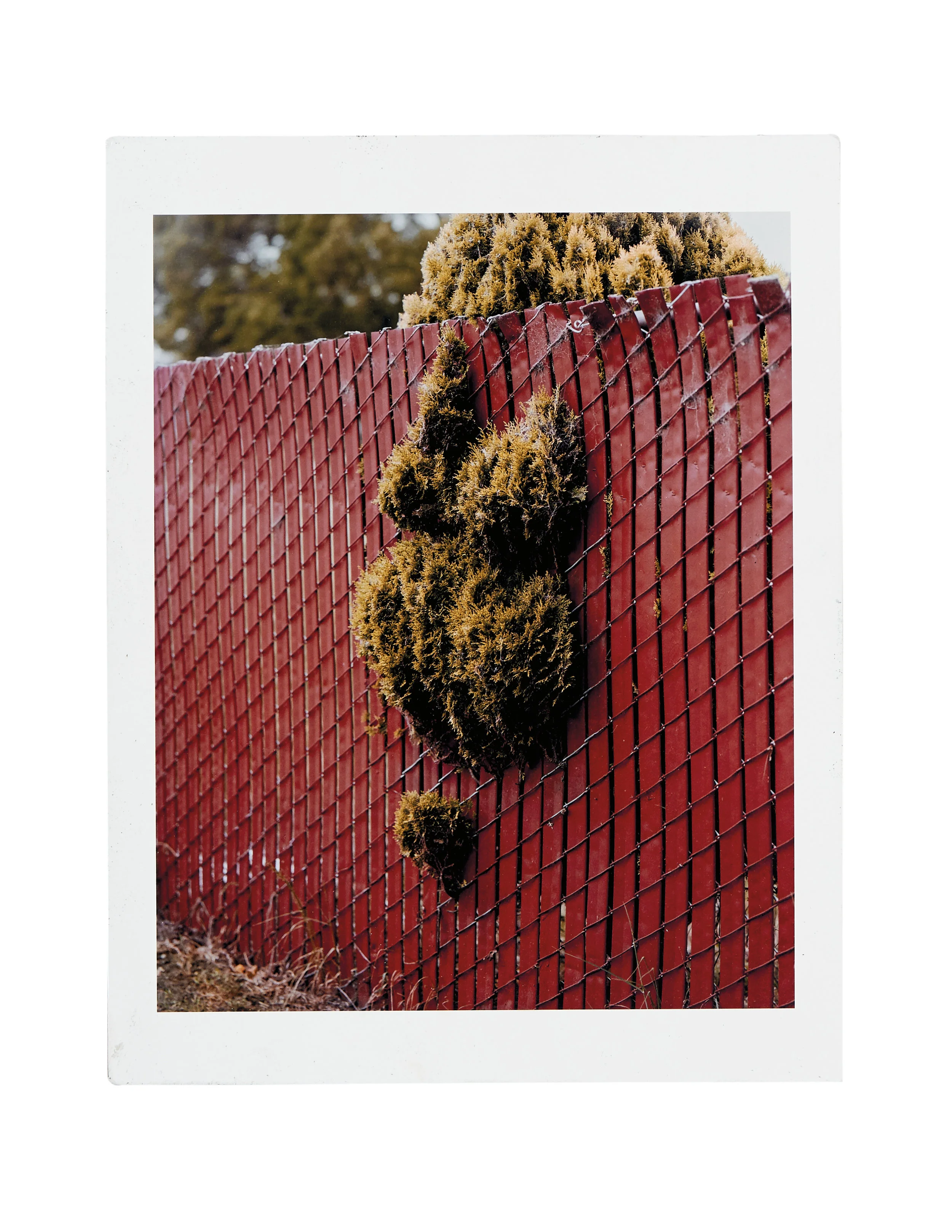 Exquisite Corpse © Mark Mahaney