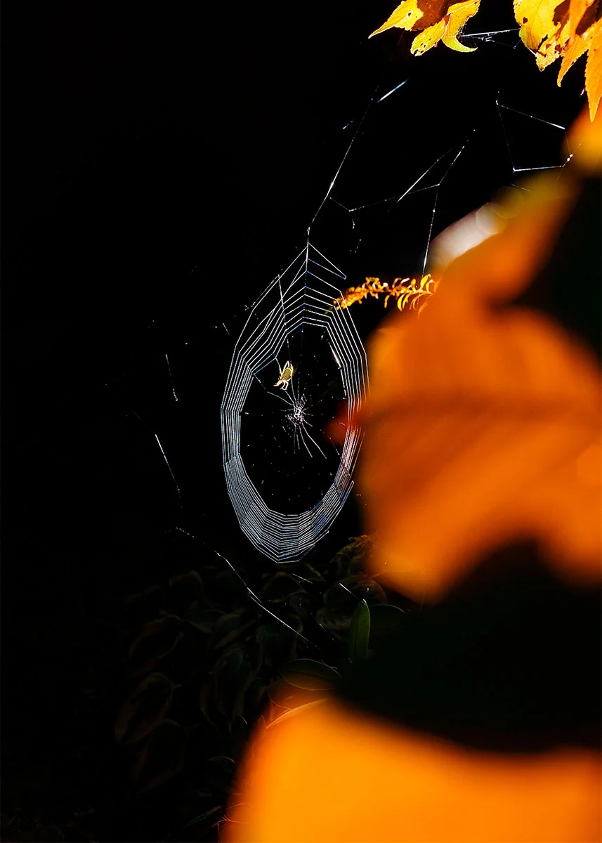 Photo: Ian Kline // @iankline